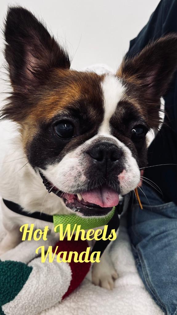 Enlarge Hot Wheels Wanda, a Adoptable French Bulldog in Jacksonville, IL image 1/2