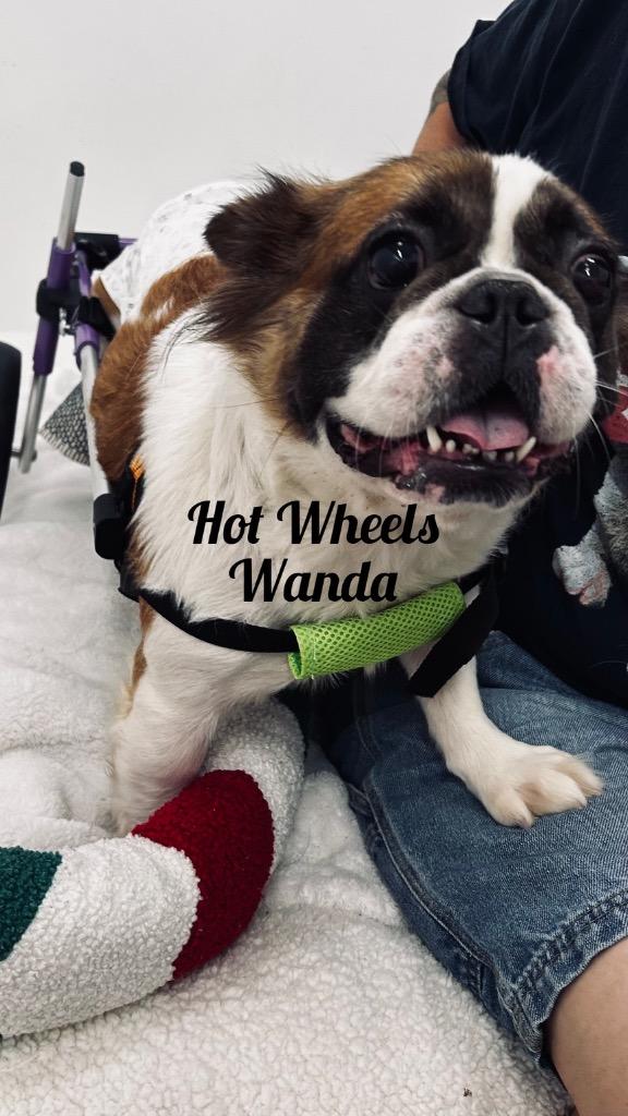 Enlarge Hot Wheels Wanda, a Adoptable French Bulldog in Jacksonville, IL image 2/2