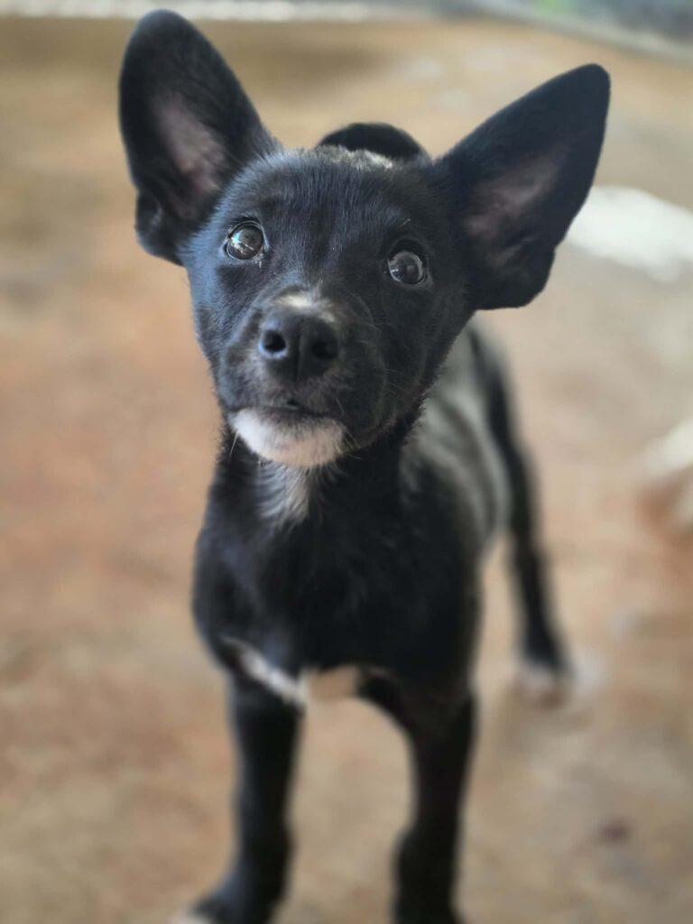 Enlarge Margo, a ADOPTABLE mixed breed in Red Hook, NY image 4/4