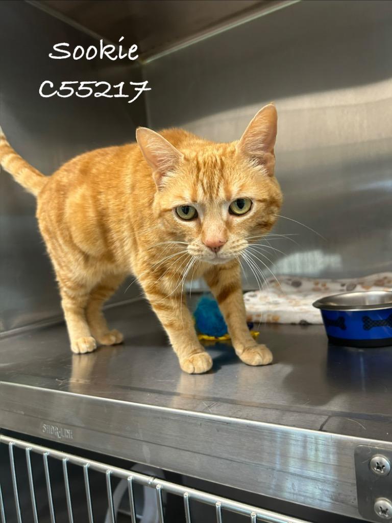 Sookie, Adoptable, Adult Female Domestic Short Hair.