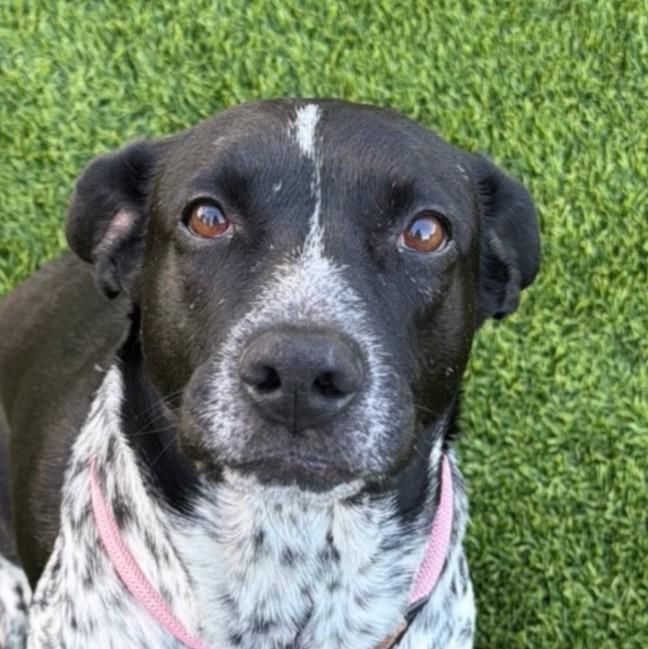 Enlarge Willow, a Adoptable mixed breed in Scottsdale, AZ image 1/3