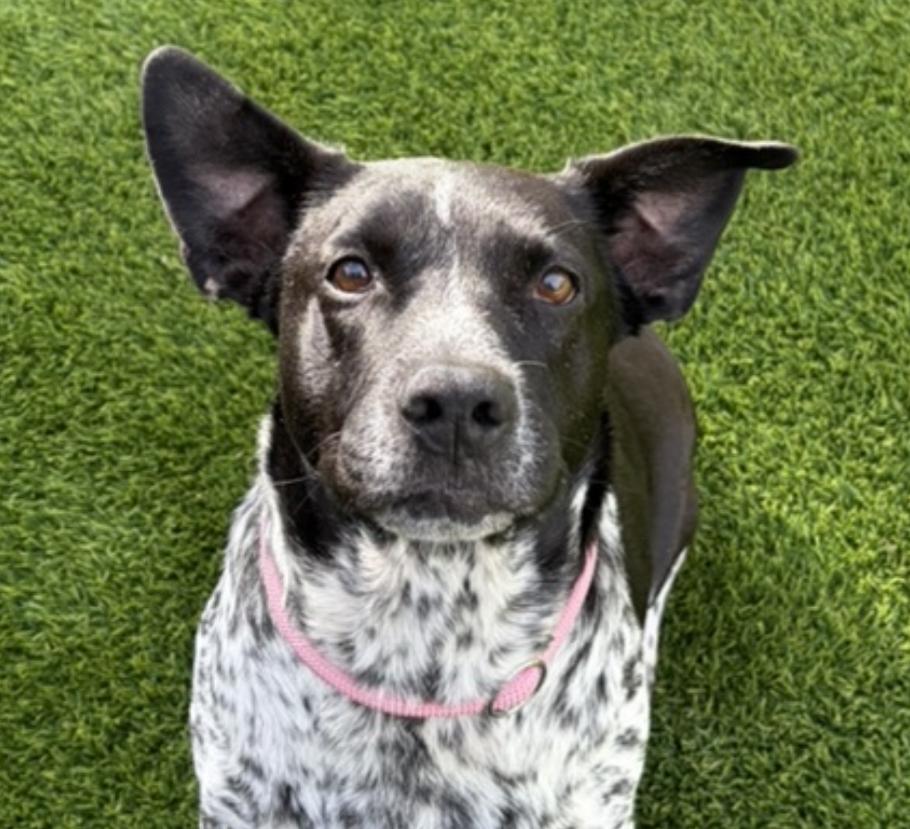Willow, Adoptable, Adult Female Australian Cattle Dog / Blue Heeler.