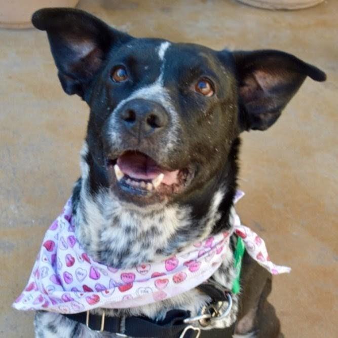 Enlarge Willow, a Adoptable mixed breed in Scottsdale, AZ image 2/3