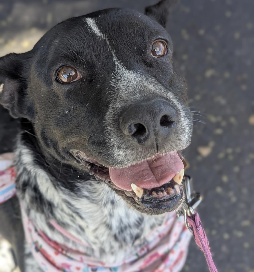 Willow, Adoptable, Adult Female Australian Cattle Dog / Blue Heeler.