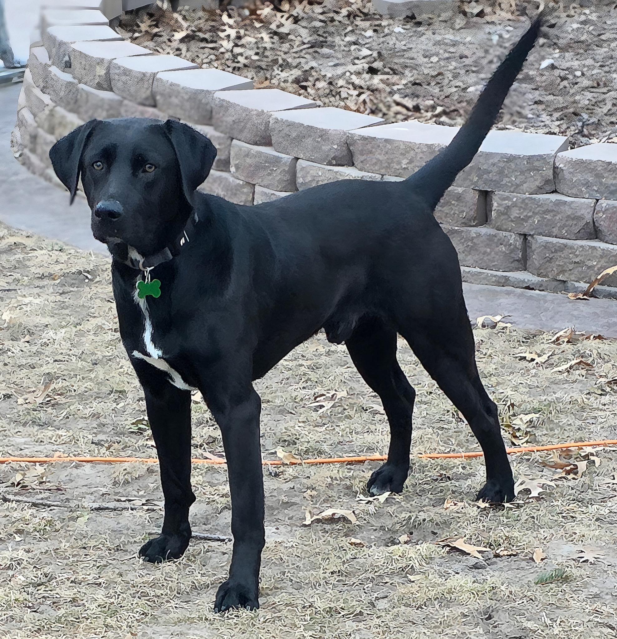 Boujee, a ADOPTABLE mixed breed in Lisbon, IA image 2/6