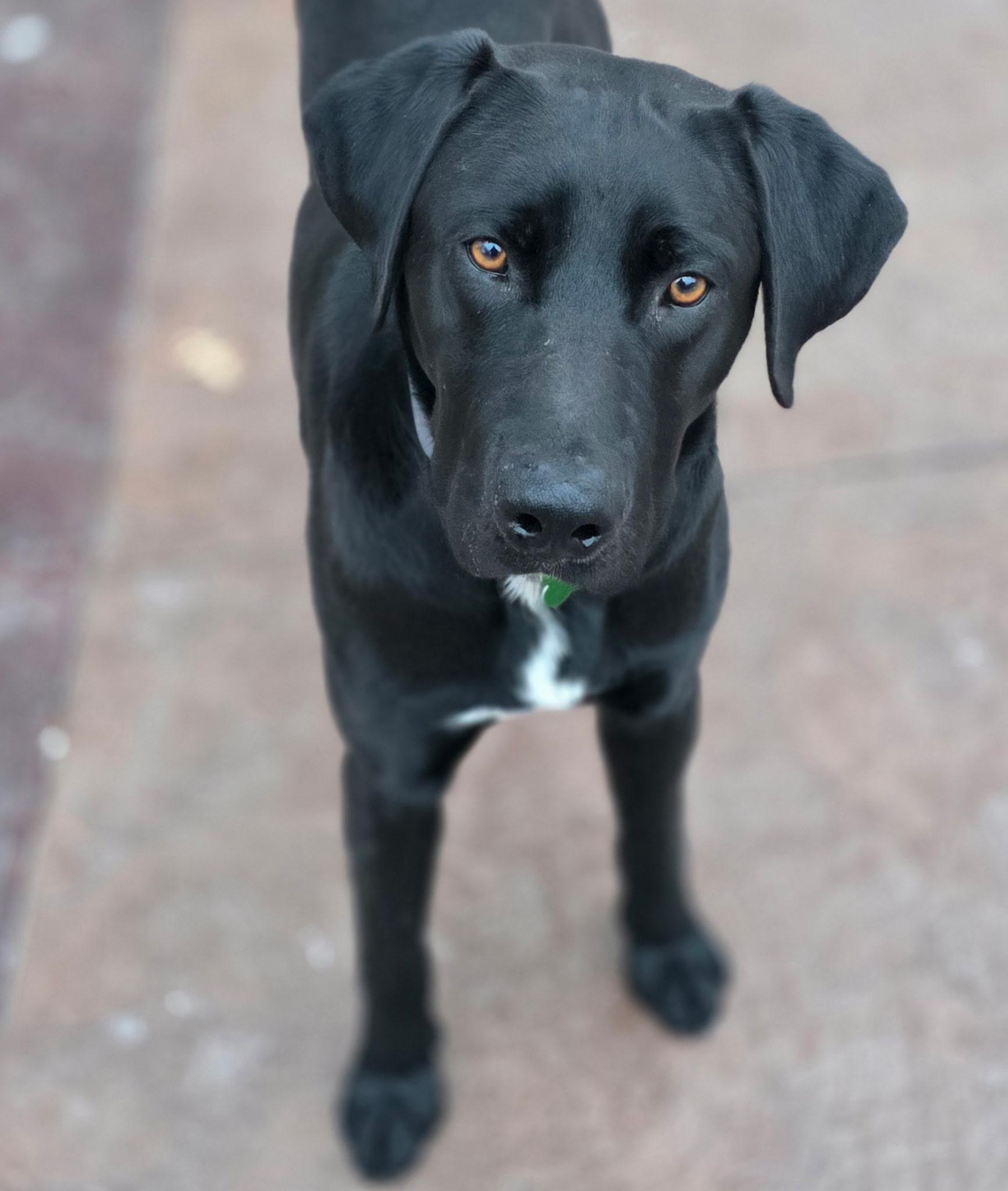 Boujee, a ADOPTABLE mixed breed in Lisbon, IA image 4/6