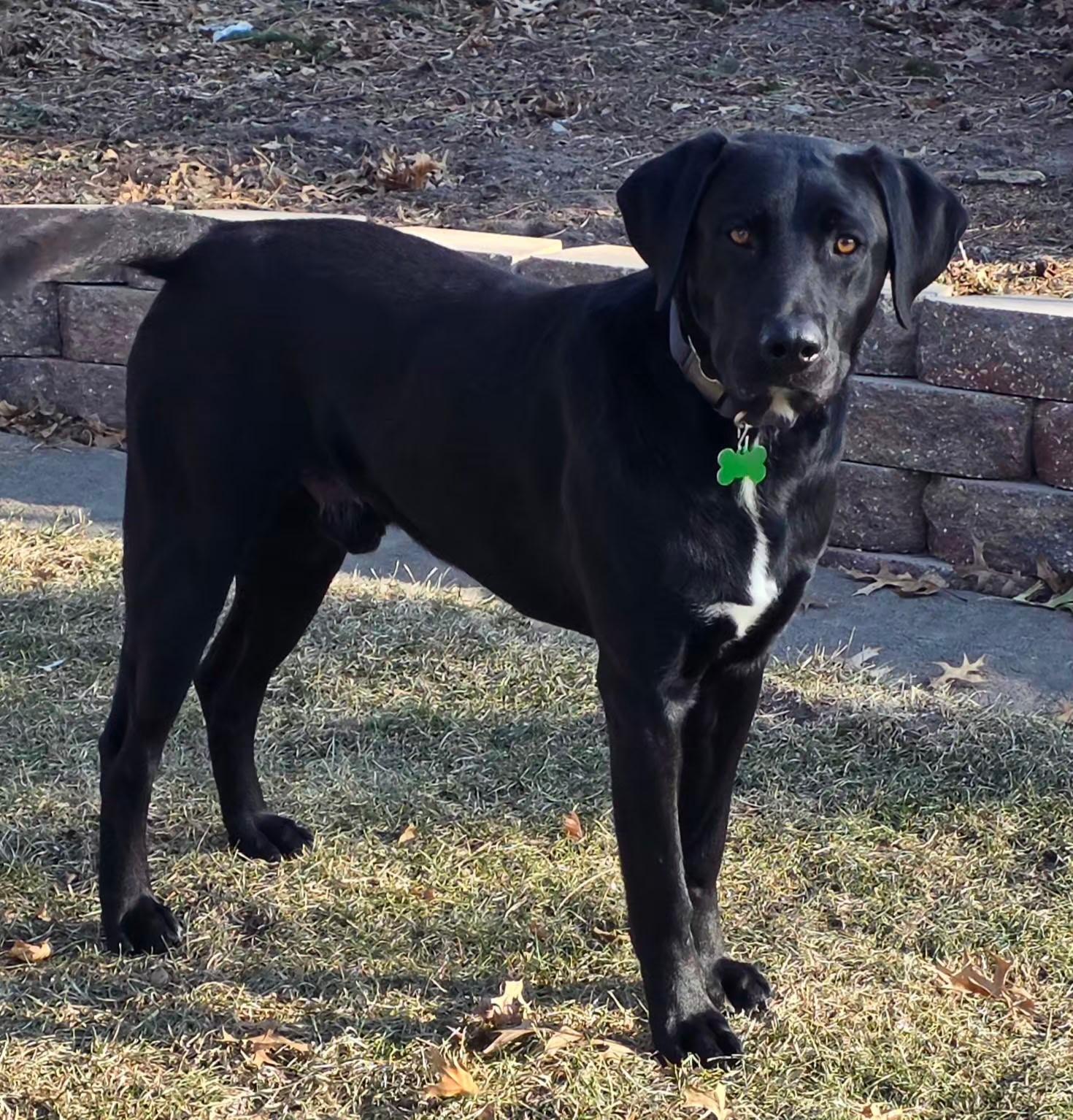 Boujee, a ADOPTABLE mixed breed in Lisbon, IA image 6/6