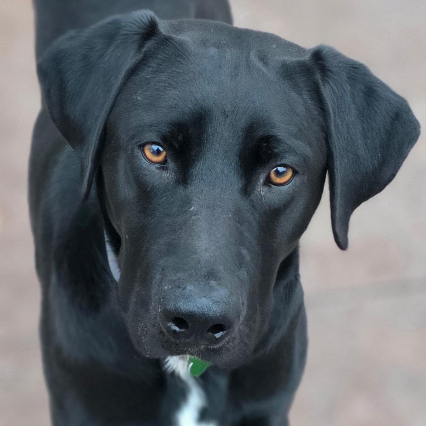 Boujee, ADOPTABLE, Adult Male Labrador Retriever.