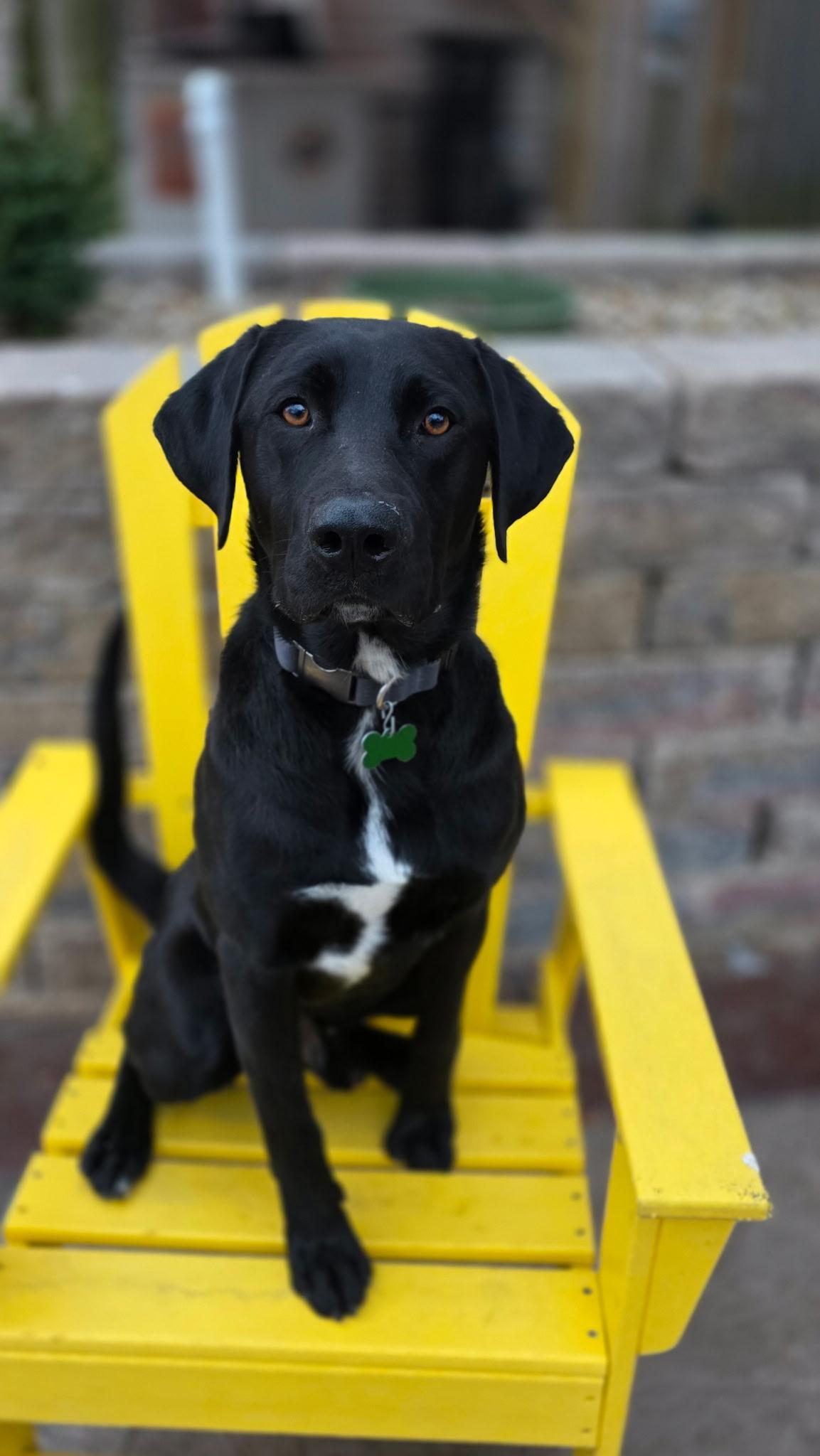 Boujee, a ADOPTABLE mixed breed in Lisbon, IA image 5/6