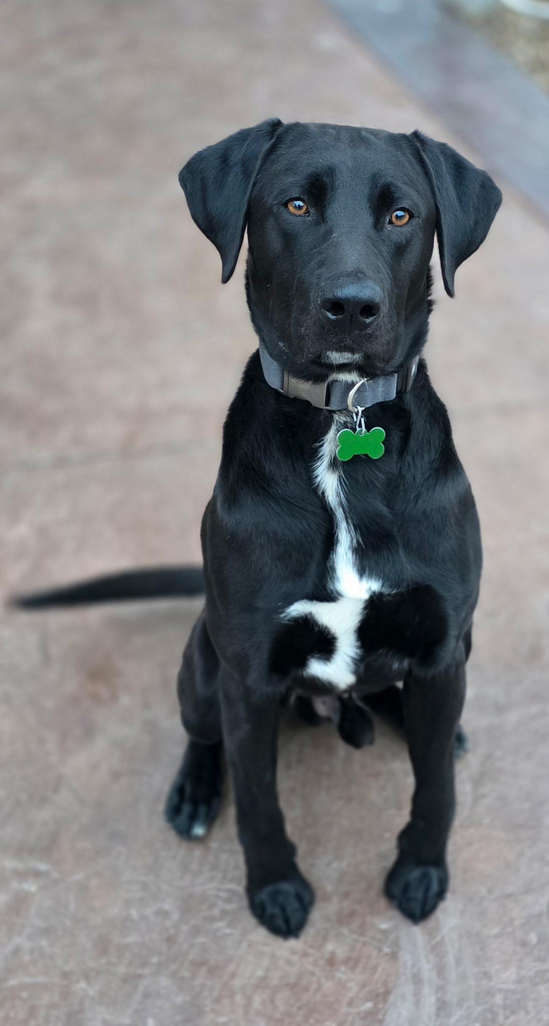 Boujee, a ADOPTABLE mixed breed in Lisbon, IA image 3/6