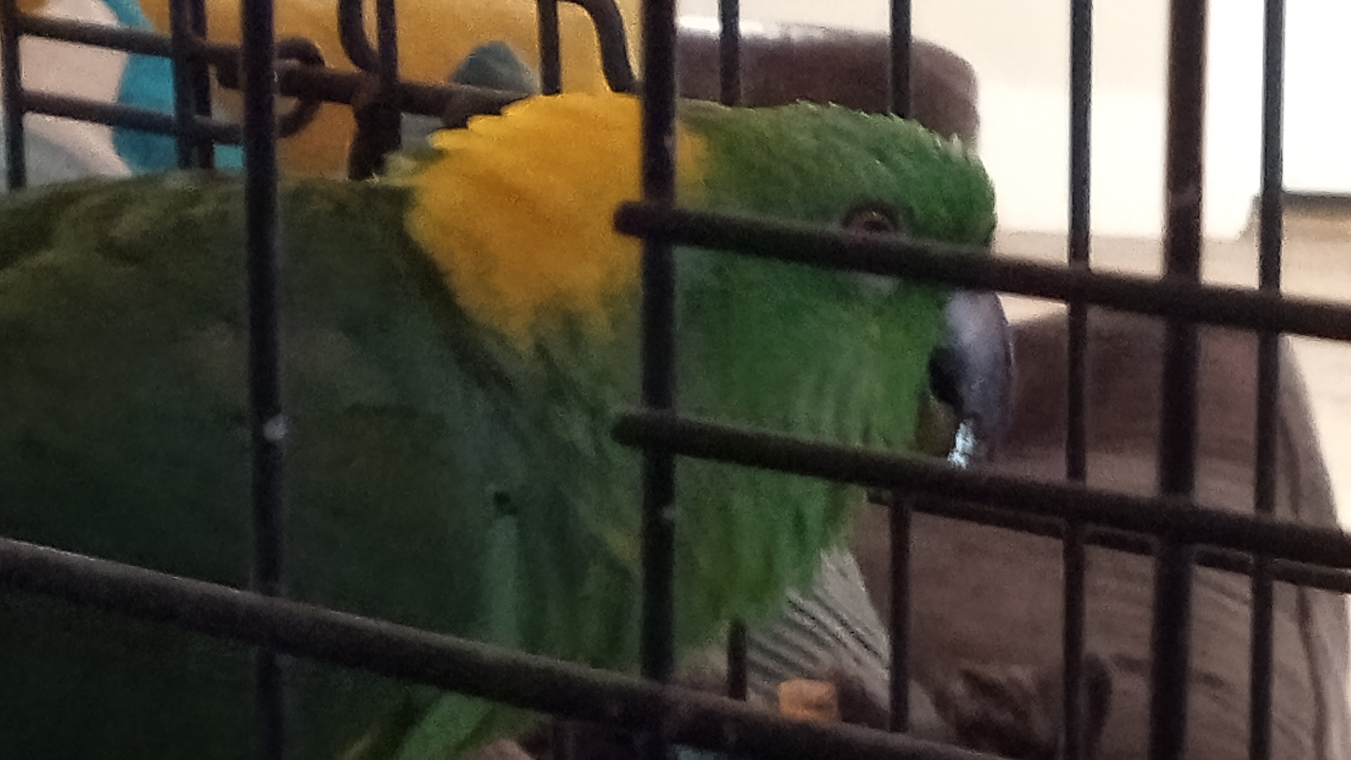 Enlarge Rock, a Adoptable Amazon in Salt Lake City, UT image 2/3