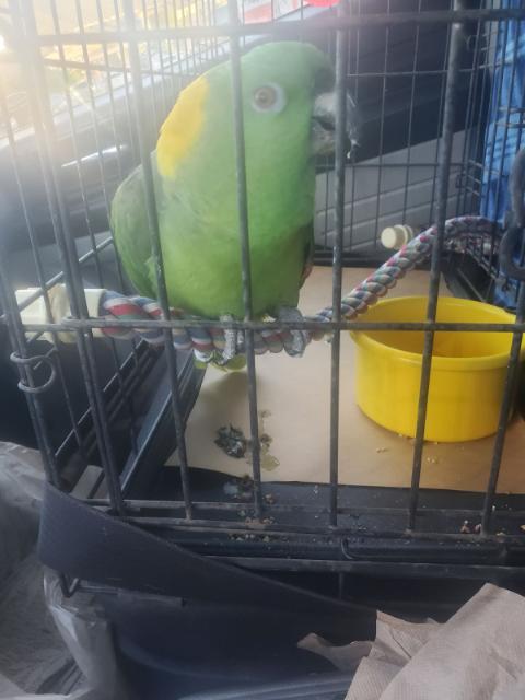 Enlarge Rock, a Adoptable Amazon in Salt Lake City, UT image 3/3