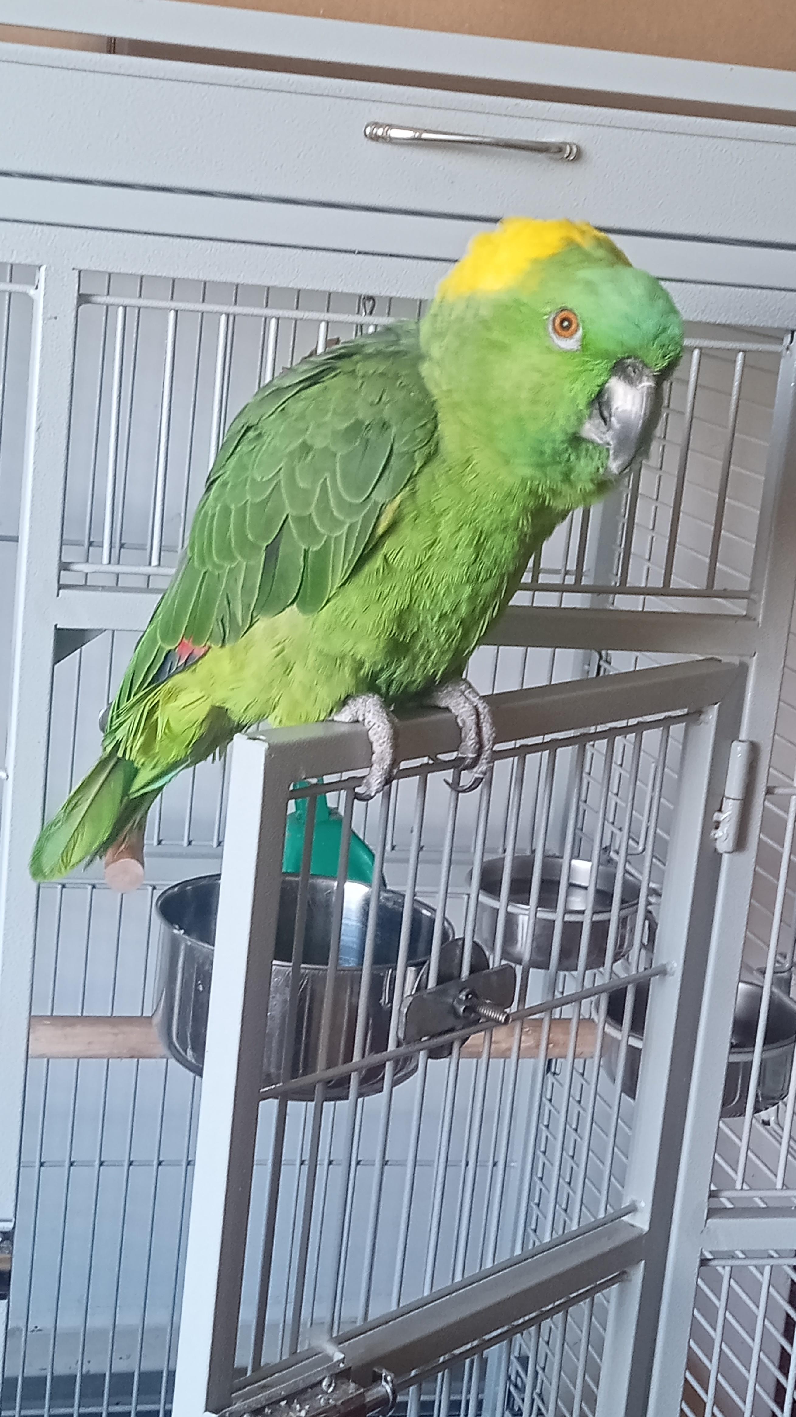 Enlarge Rock, a Adoptable Amazon in Salt Lake City, UT image 1/3