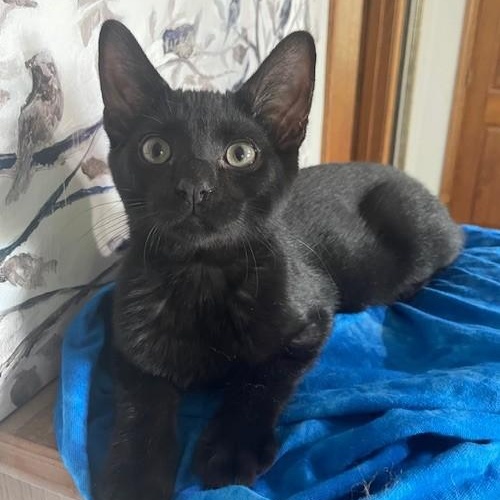 Denzel, an adoptable Domestic Short Hair in Menasha, WI, 54952 | Photo Image 1