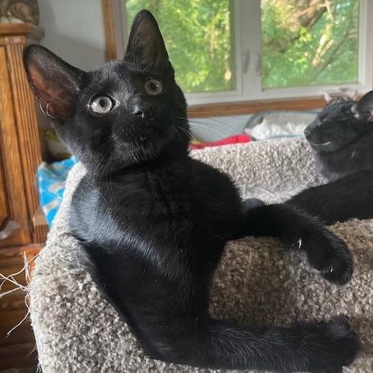 Denzel, an adoptable Domestic Short Hair in Menasha, WI, 54952 | Photo Image 3