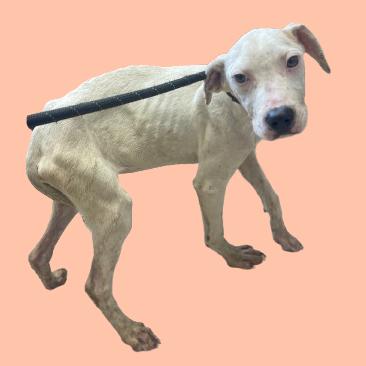 Enlarge Dot, a Adoptable mixed breed in Tuscaloosa, AL image 1/1