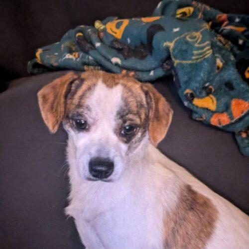 Enlarge Maize, a Adoptable mixed breed in Langley, BC image 1/2
