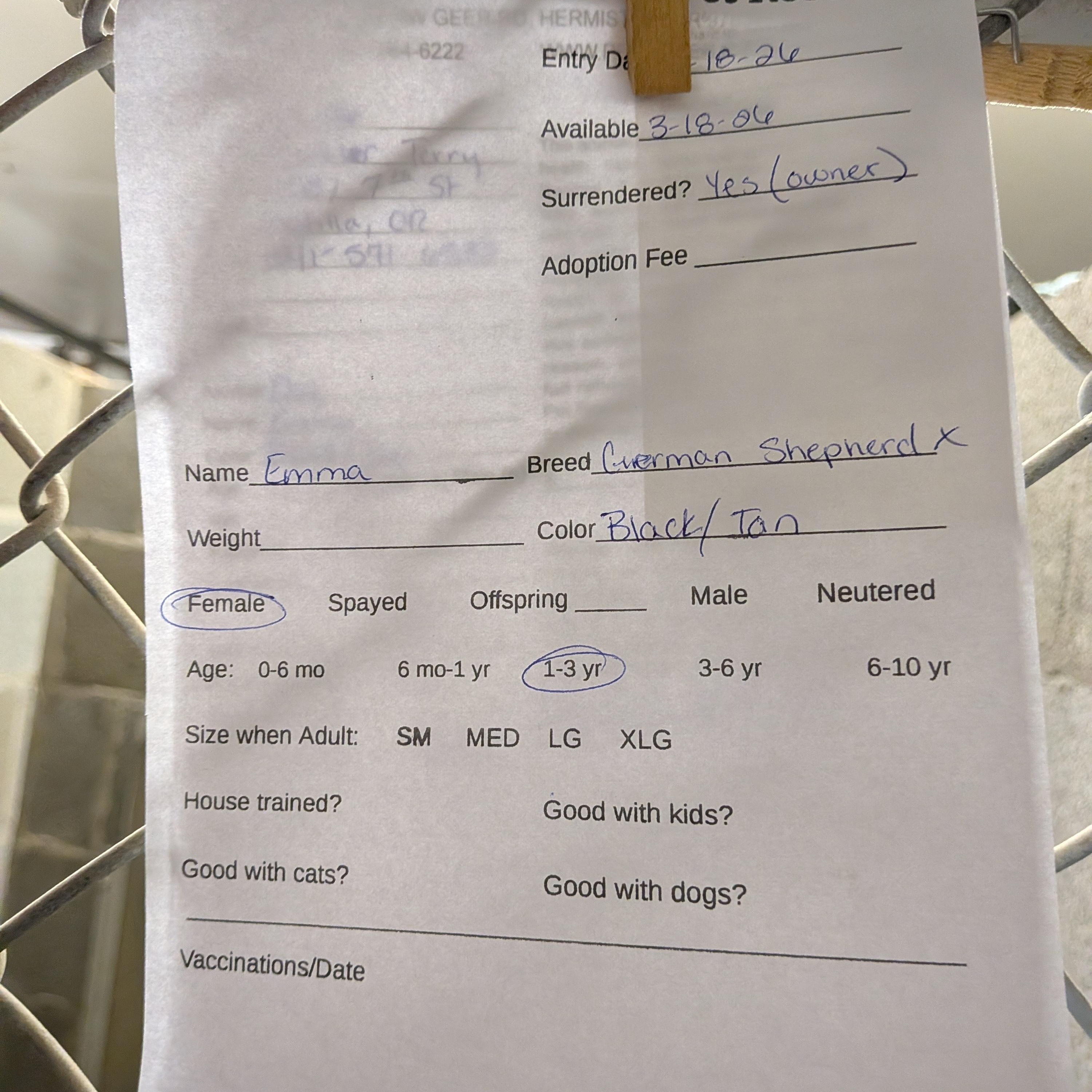 Emma , a ADOPTABLE mixed breed in Hermiston, OR image 3/3