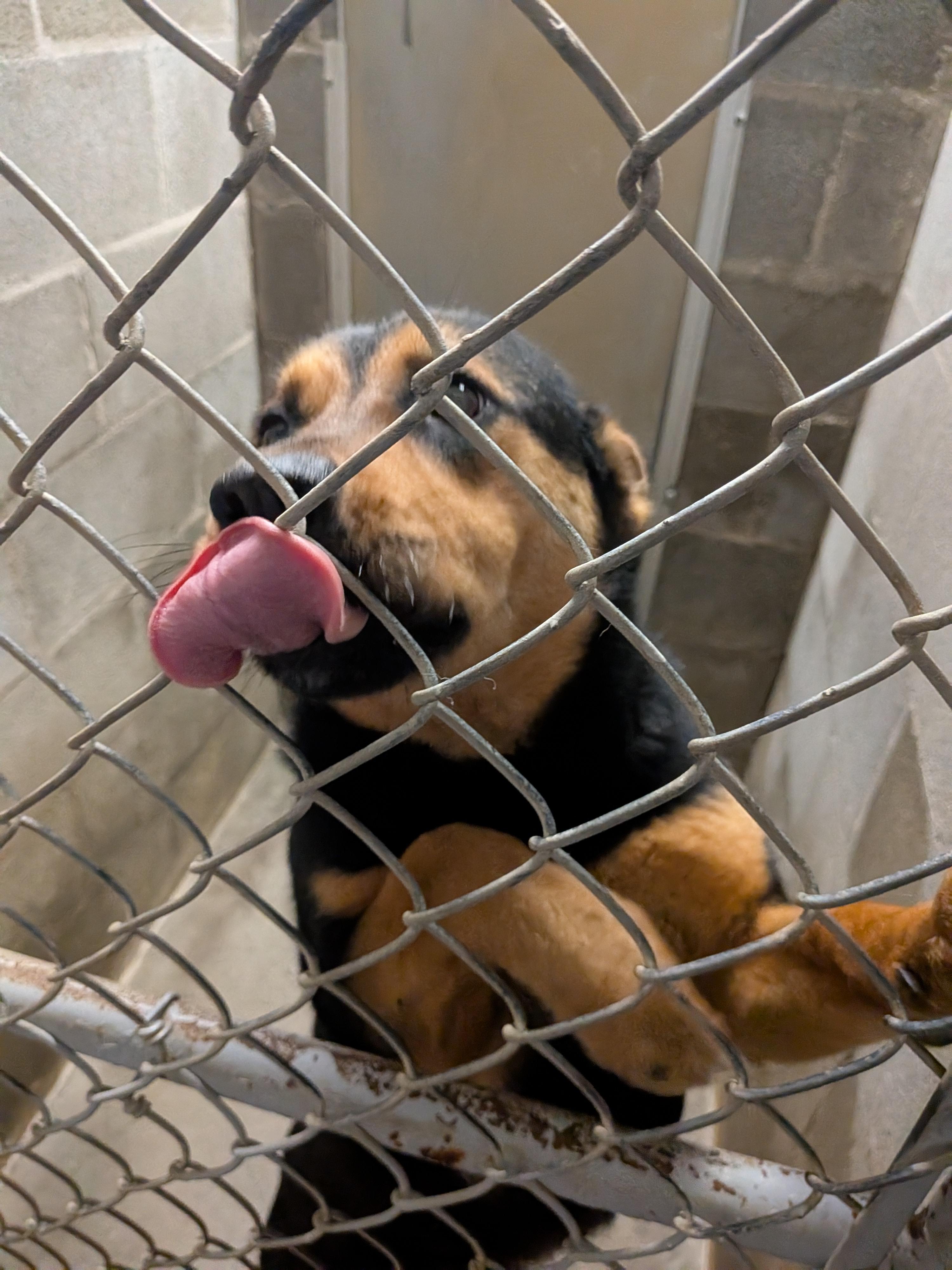 Emma , ADOPTABLE, Adult Female Shepherd.