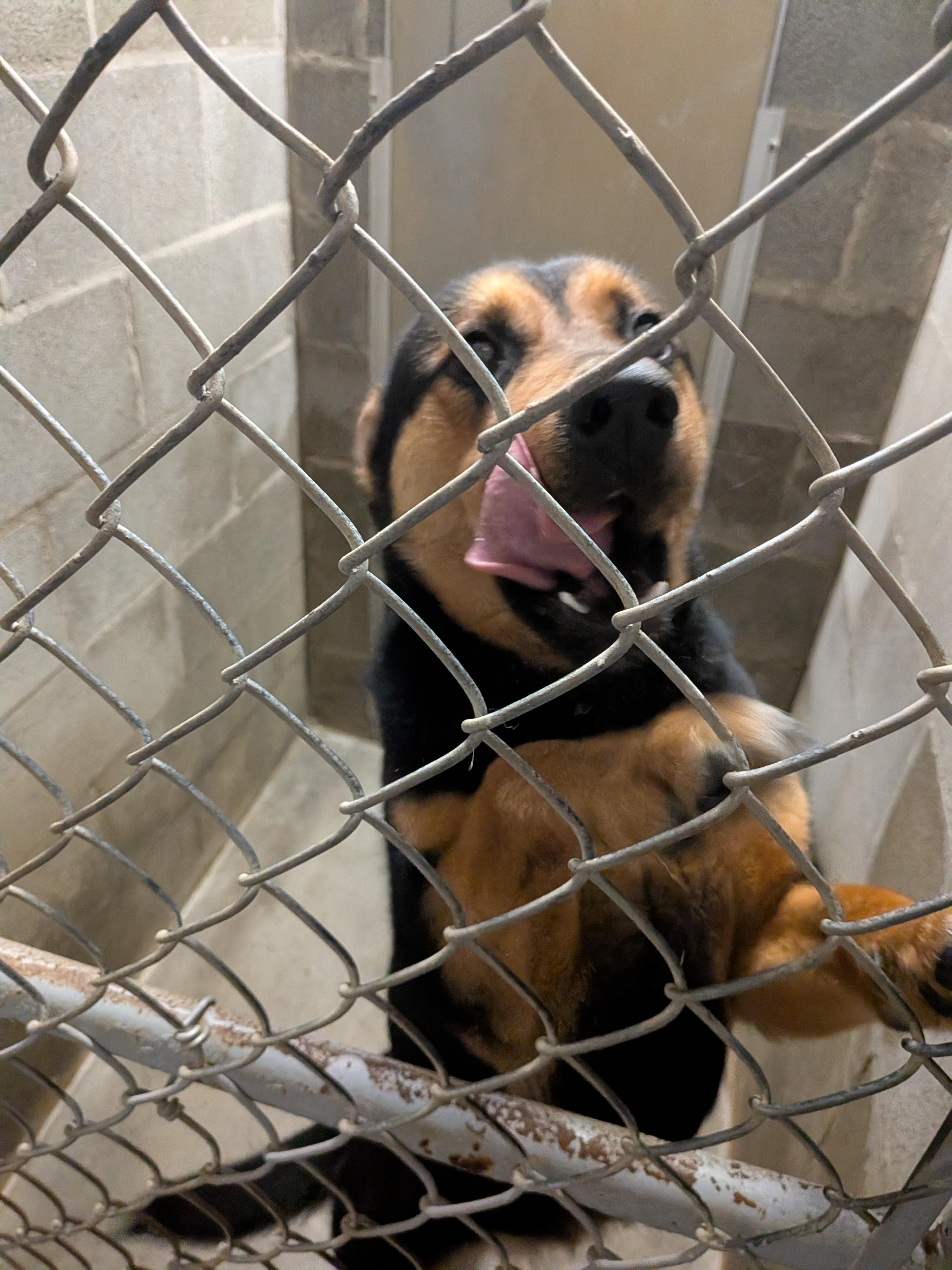 Emma , a ADOPTABLE mixed breed in Hermiston, OR image 2/3