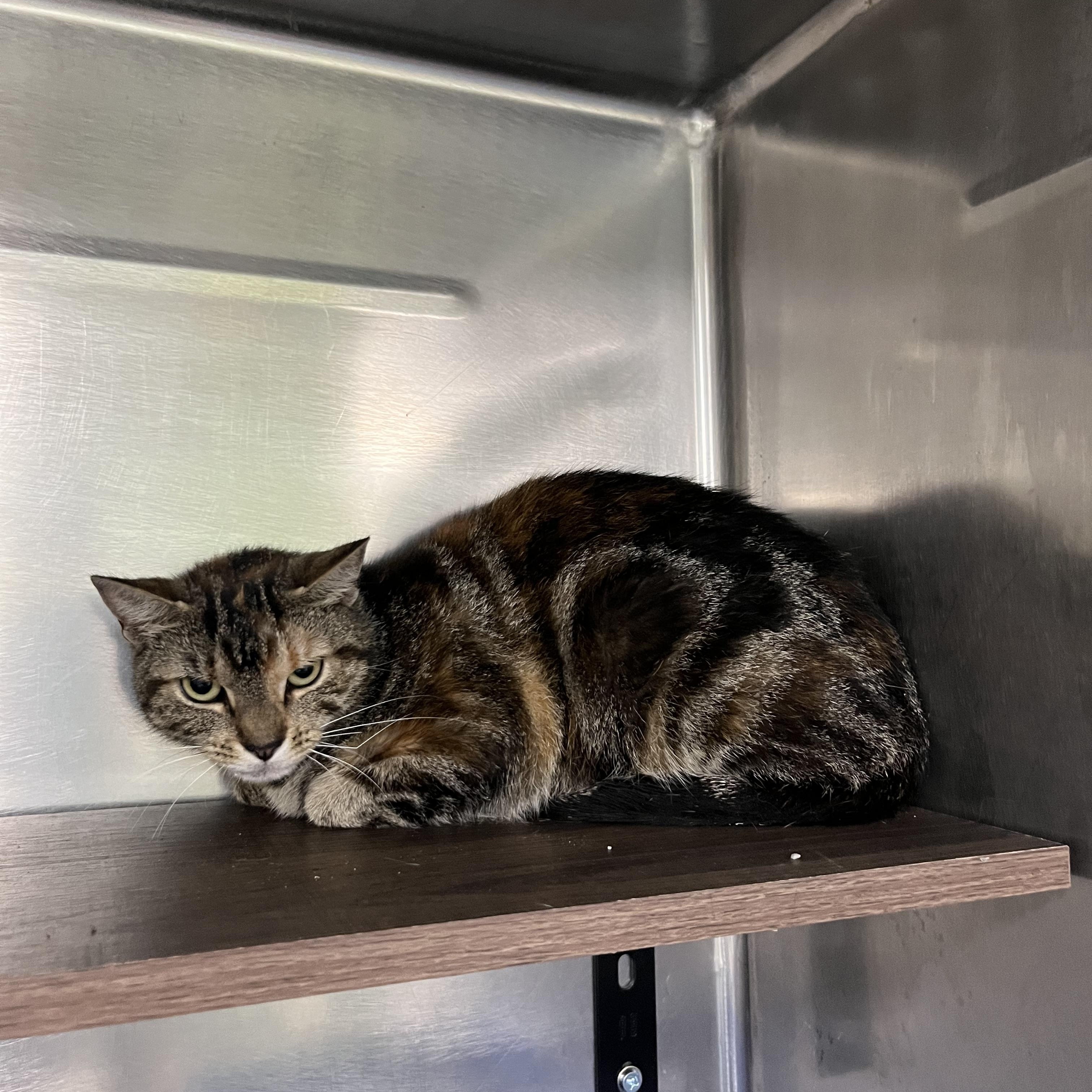 Betty, Young Female Tabby