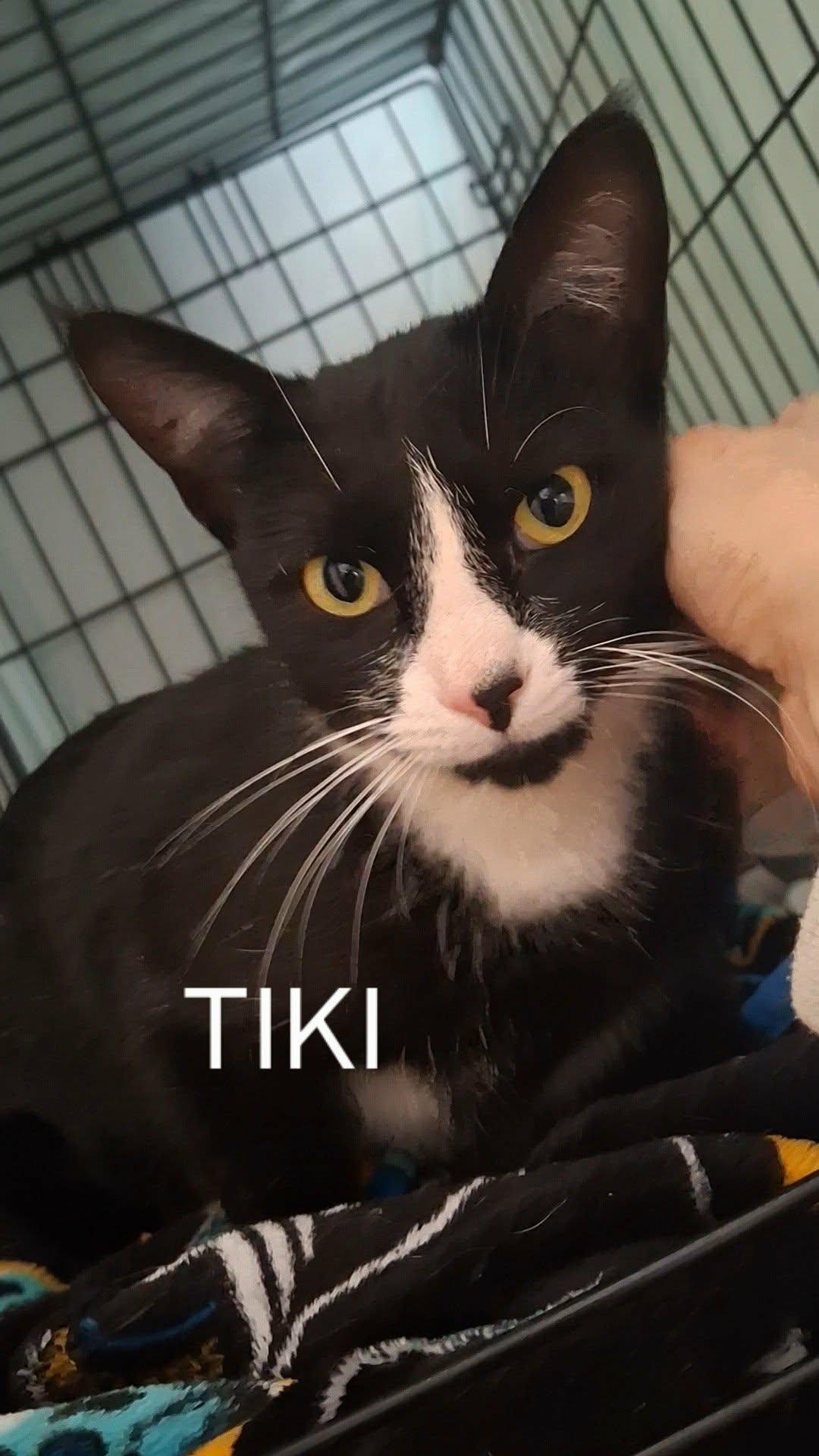 Enlarge Tiki, a Adoptable Domestic Short Hair in Canton, CT image 1/1