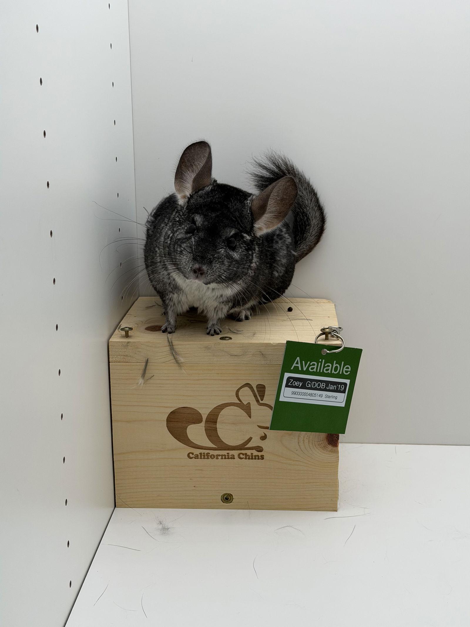 Enlarge Zoey, a Adoptable Chinchilla in Sunnyvale, CA image 1/3