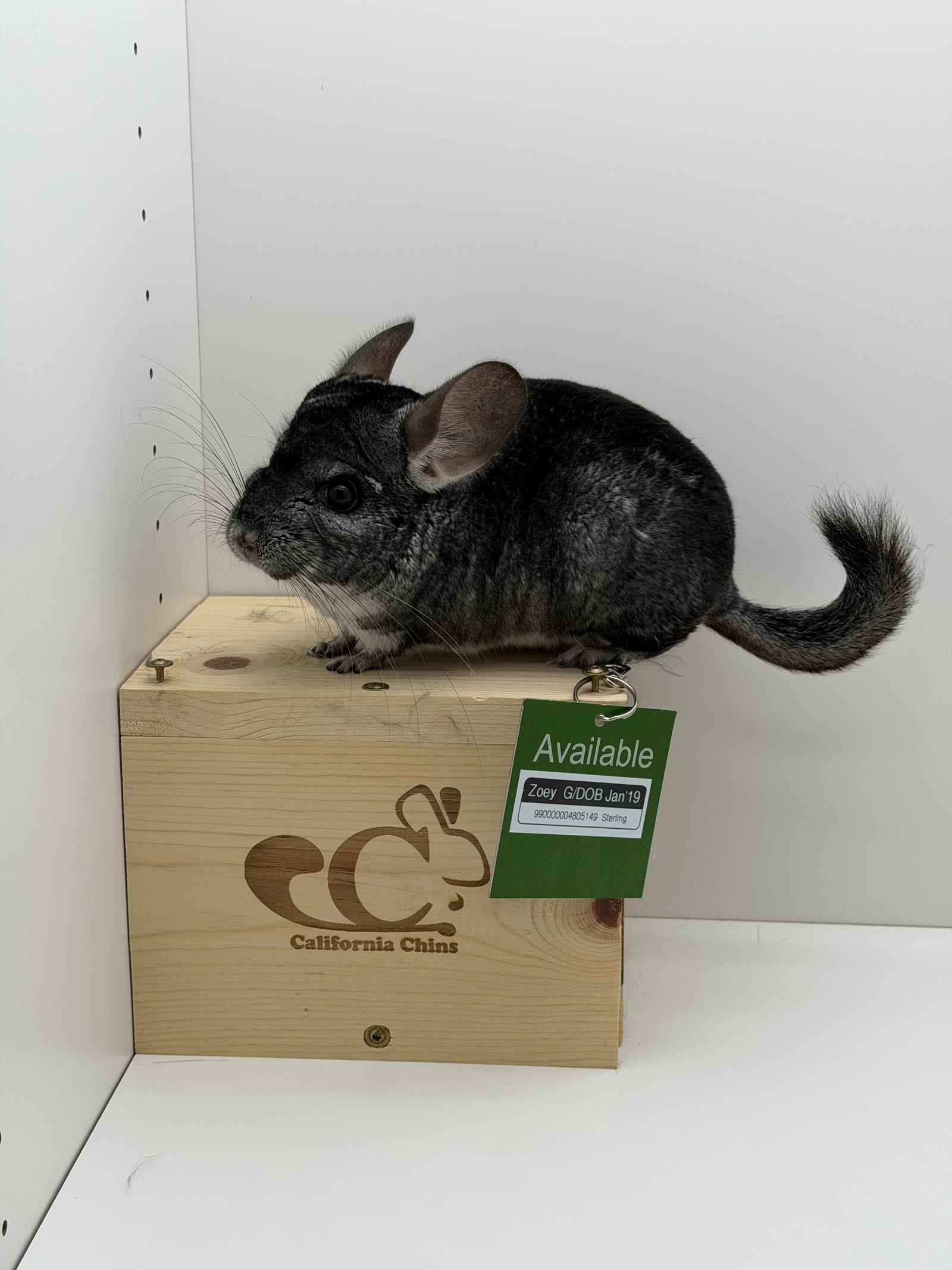 Enlarge Zoey, a Adoptable Chinchilla in Sunnyvale, CA image 2/3
