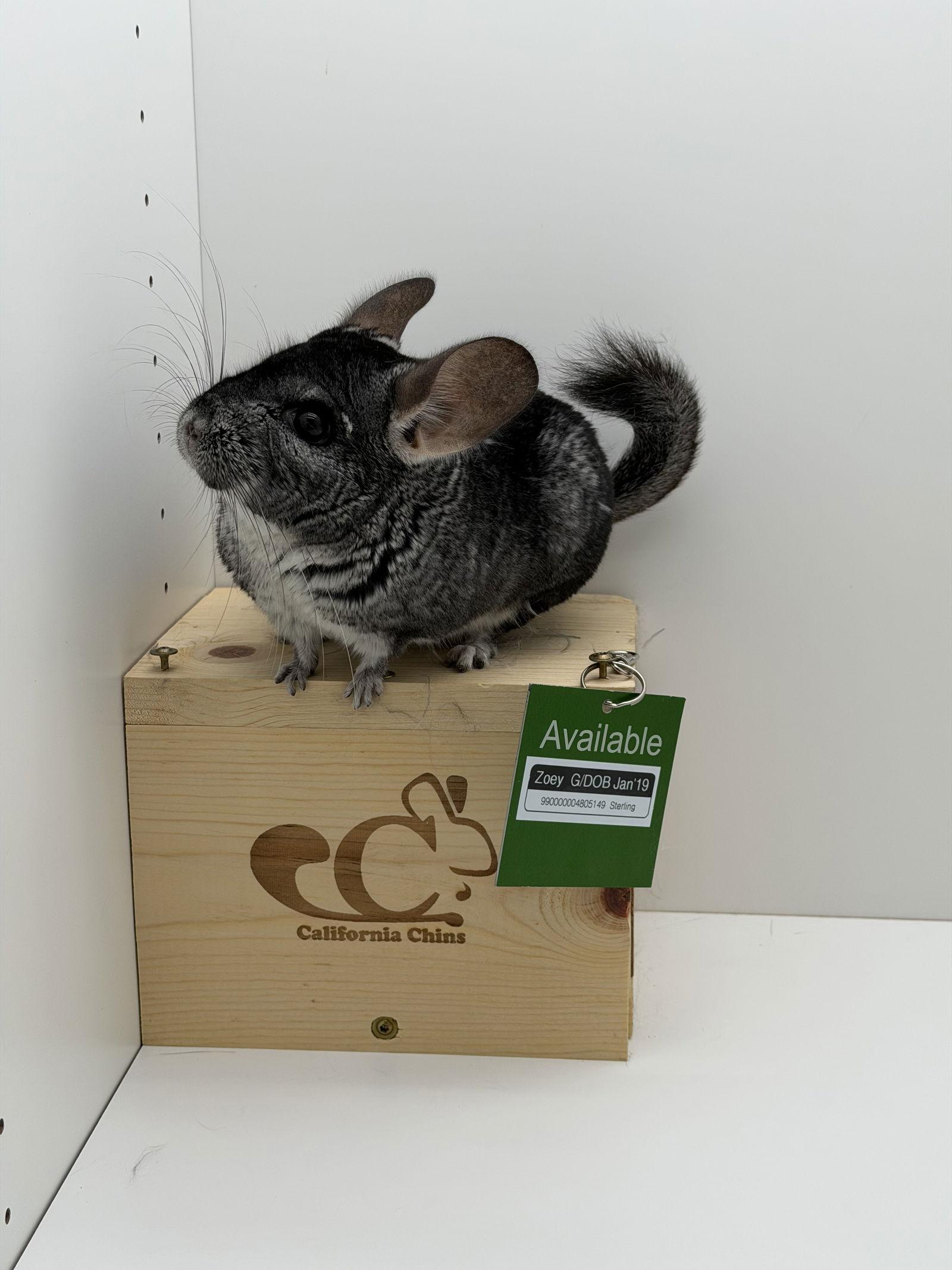 Enlarge Zoey, a Adoptable Chinchilla in Sunnyvale, CA image 3/3