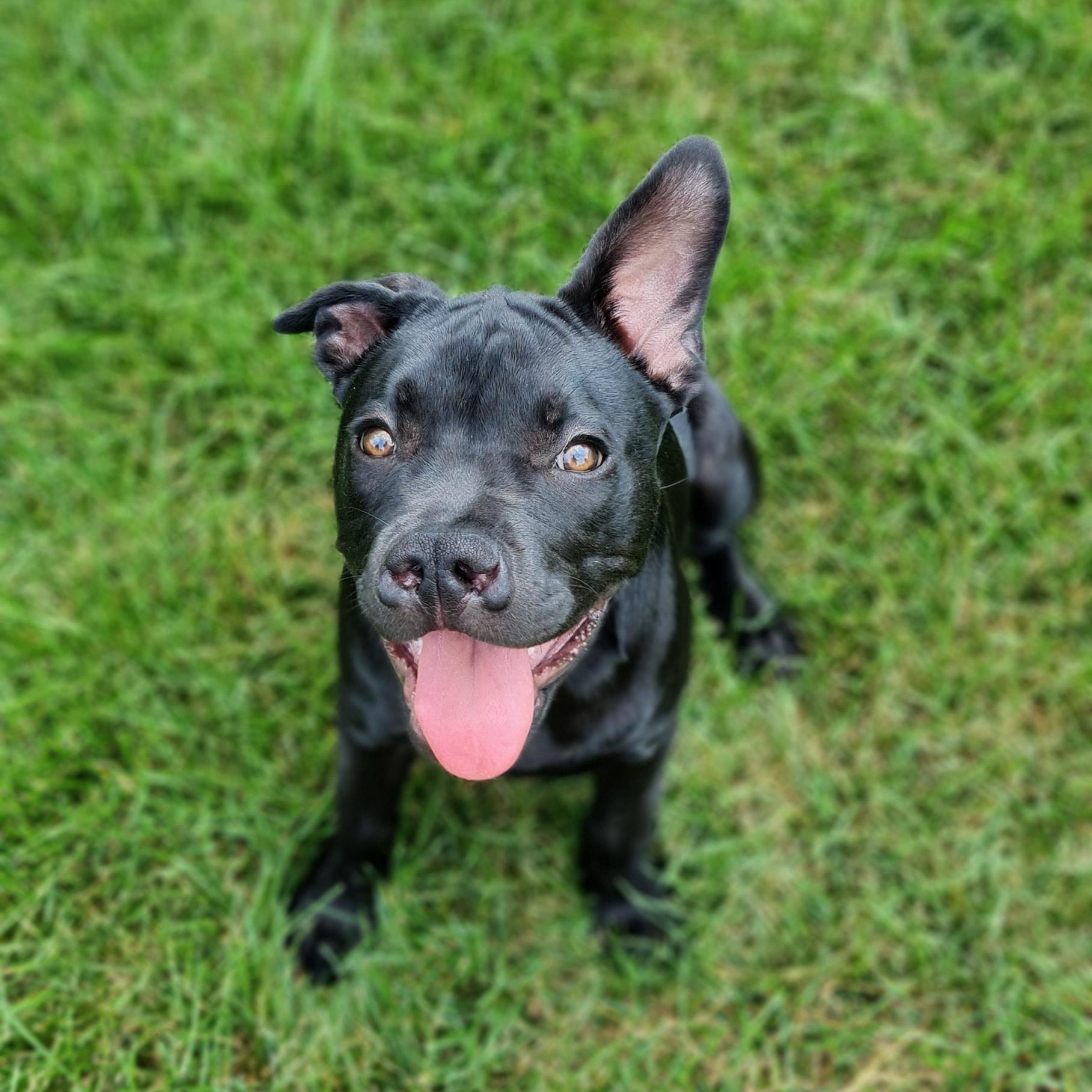 Sprout, a ADOPTABLE Pit Bull Terrier in Peotone, IL image 1/6