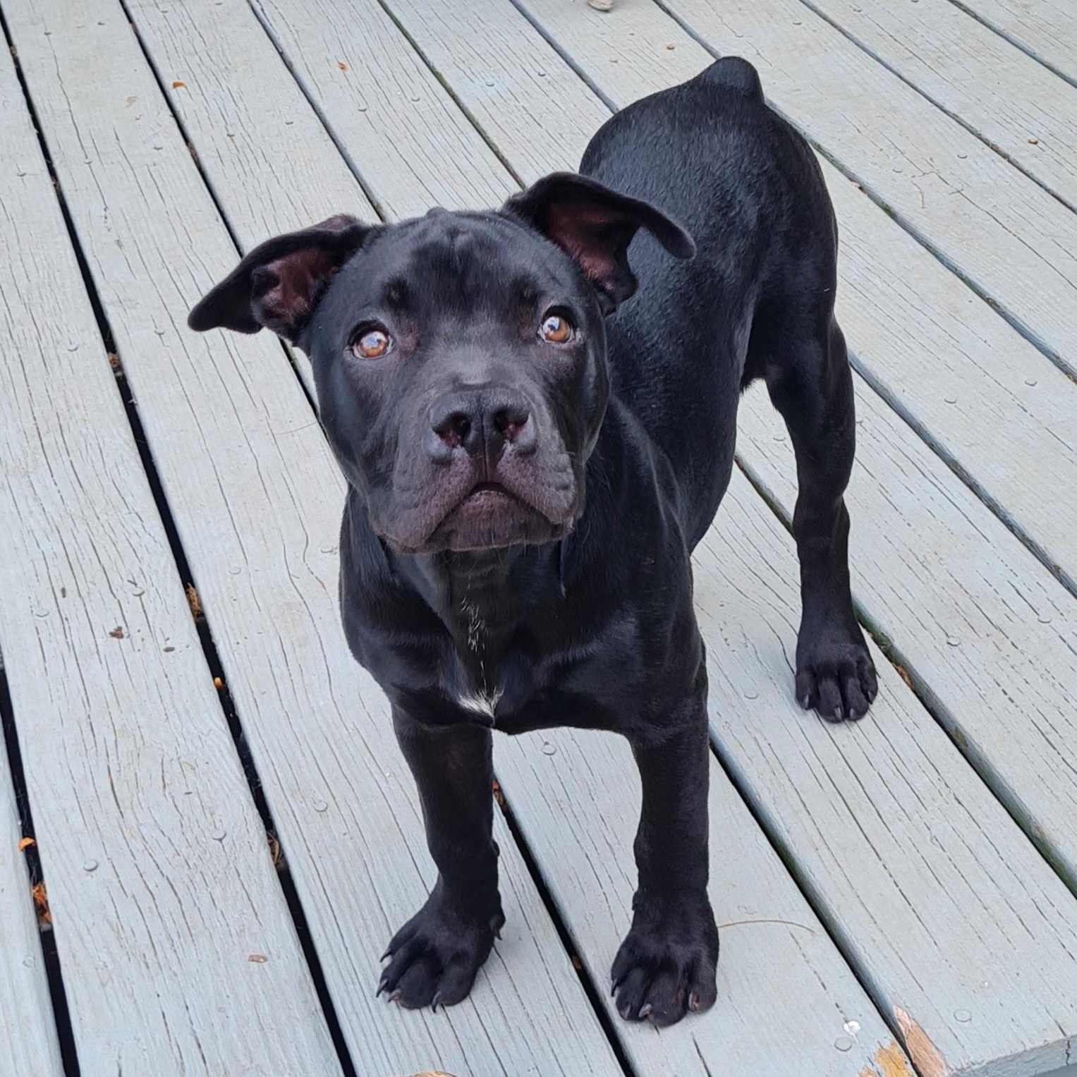 Sprout, a ADOPTABLE Pit Bull Terrier in Peotone, IL image 2/6