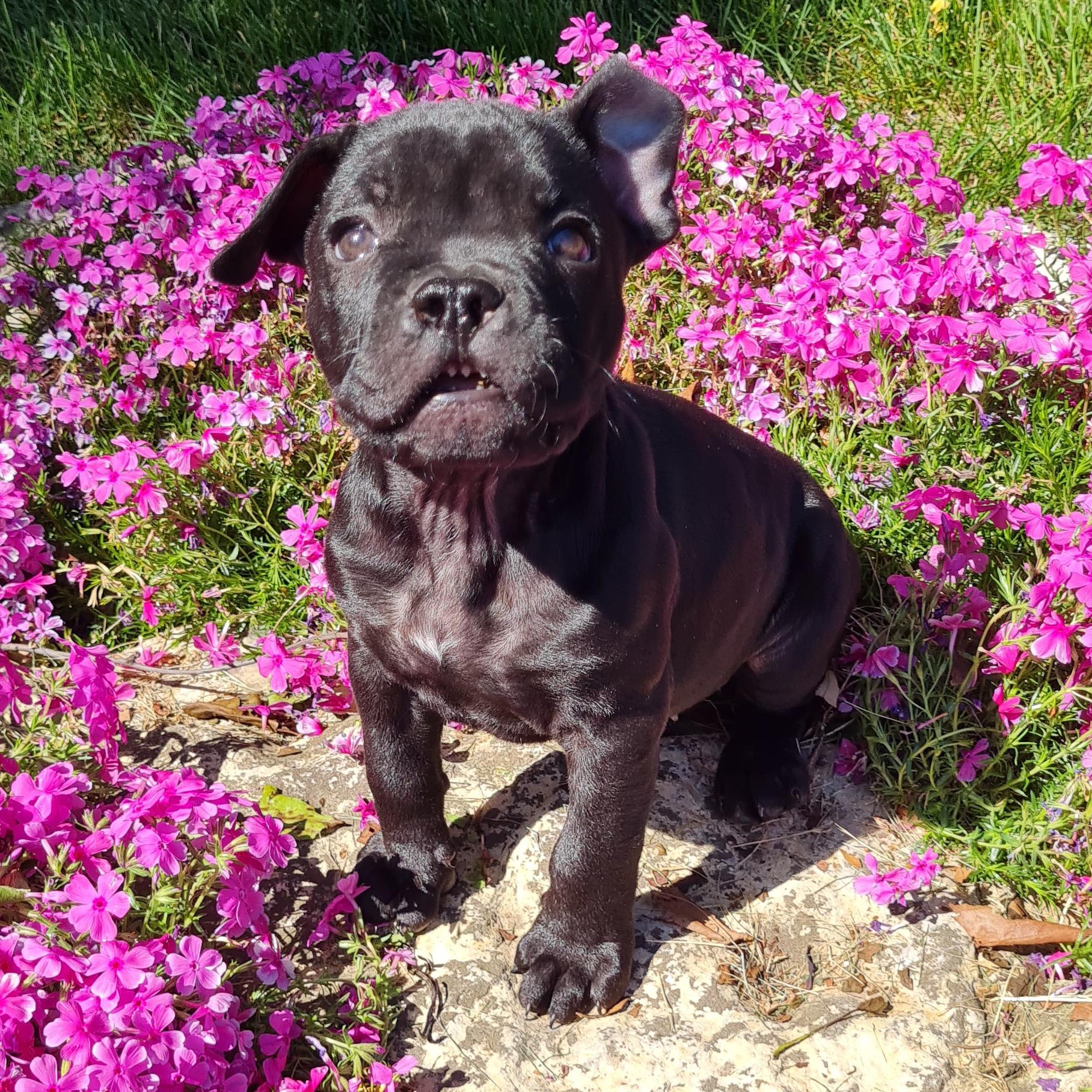 Sprout, a ADOPTABLE Pit Bull Terrier in Peotone, IL image 5/6