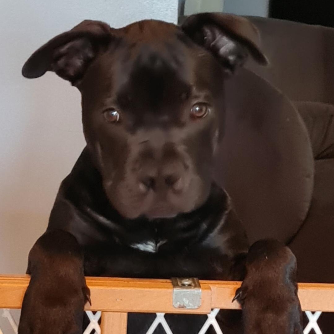 Sprout, a ADOPTABLE Pit Bull Terrier in Peotone, IL image 3/6