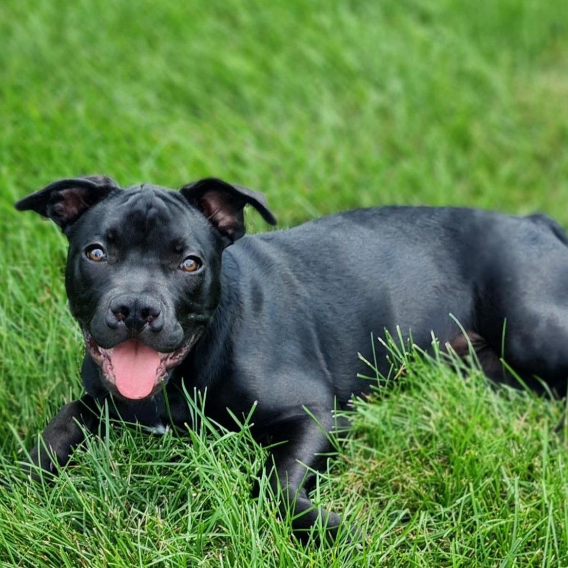 Sprout, a ADOPTABLE Pit Bull Terrier in Peotone, IL image 4/6