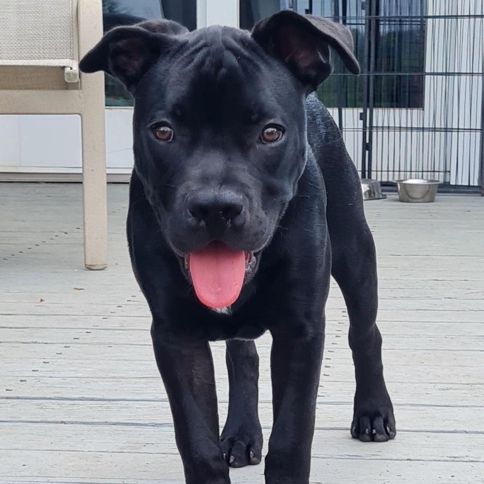 Sprout, a ADOPTABLE Pit Bull Terrier in Peotone, IL image 6/6