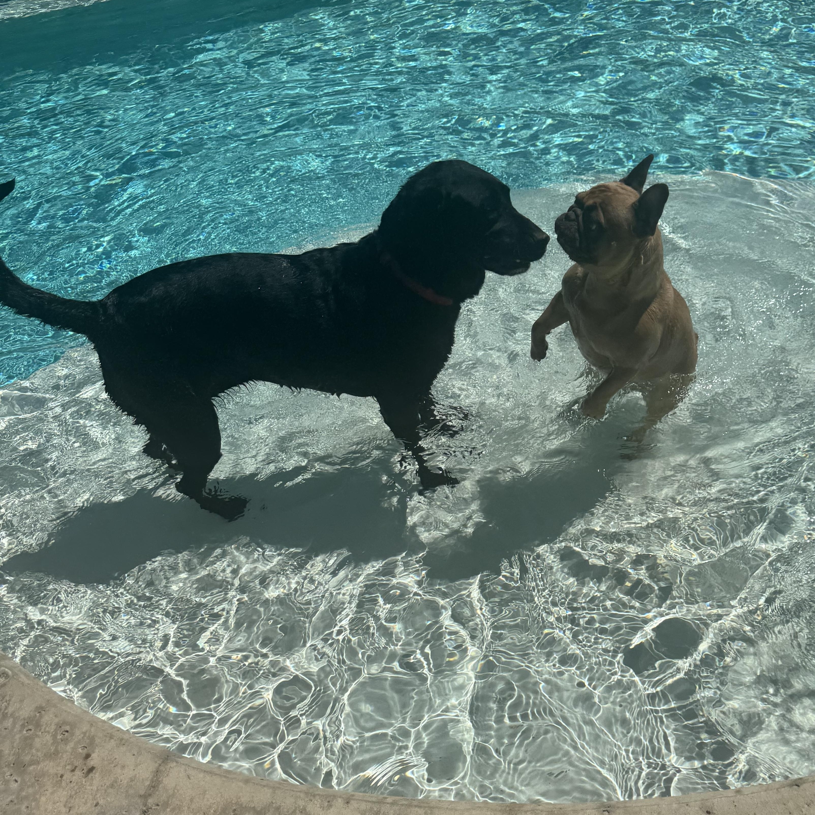 Blue, Adoptable, Adult Female Labrador Retriever.