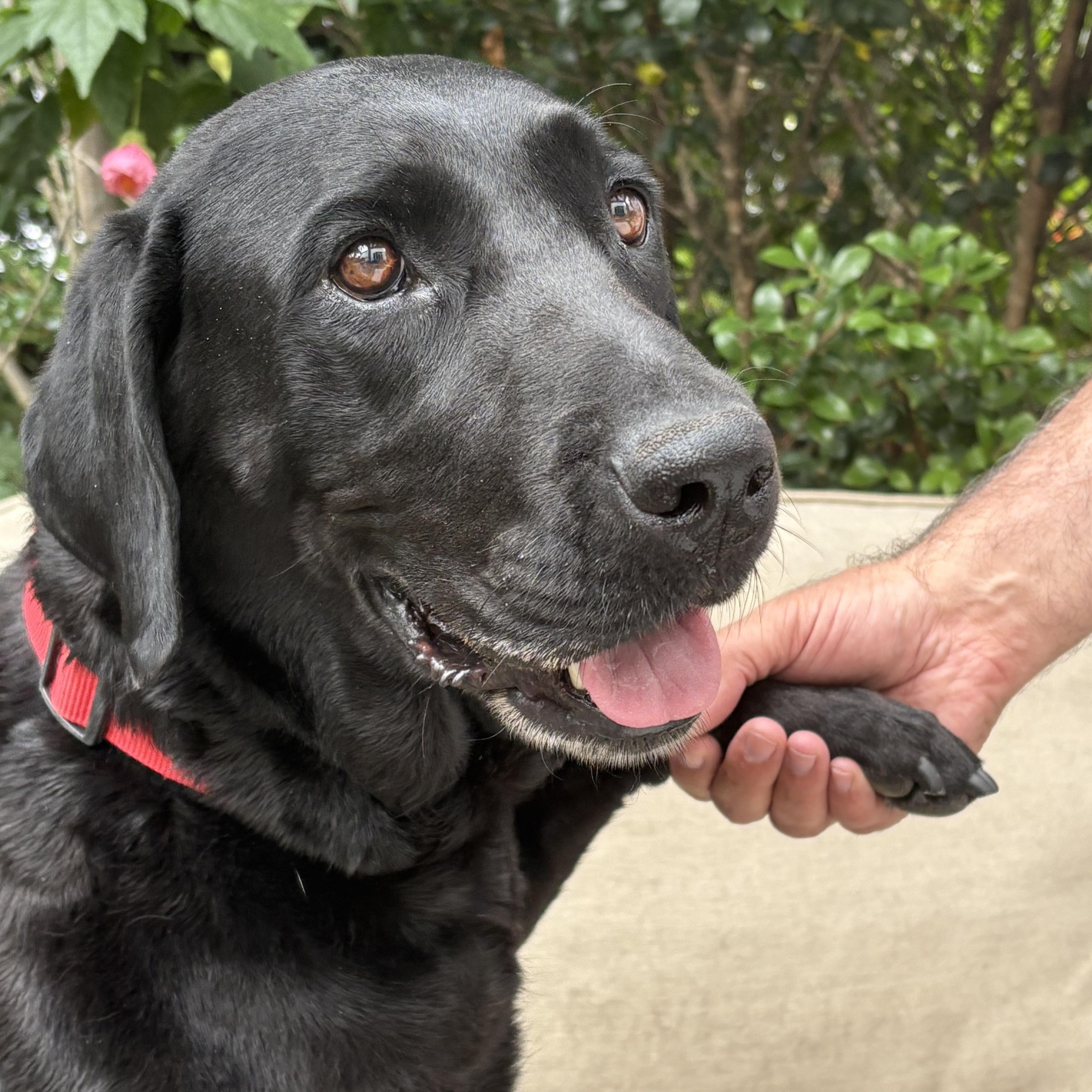 Blue, a Adoptable Labrador Retriever in San Francisco, CA image 2/6