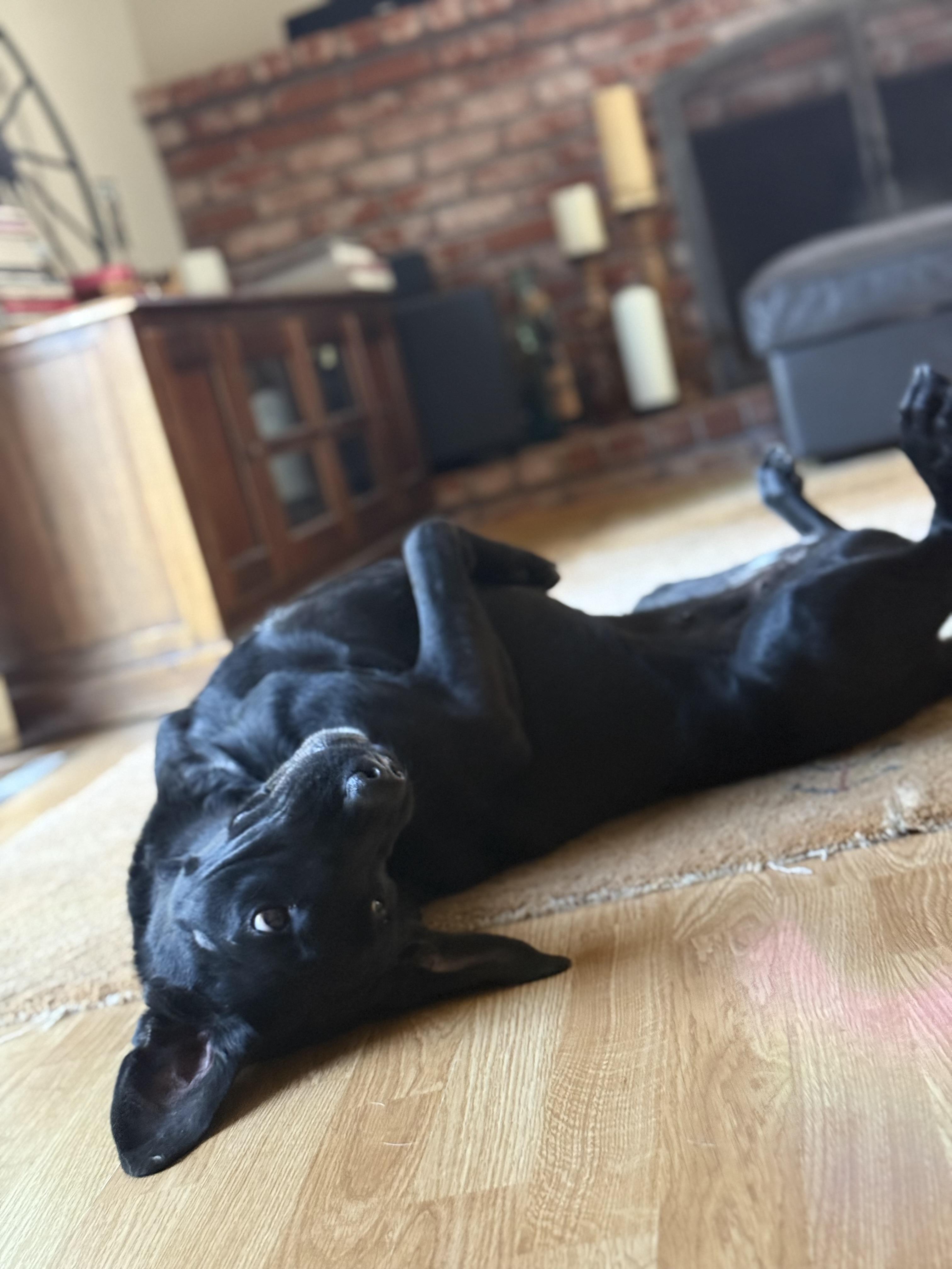 Blue, a Adoptable Labrador Retriever in San Francisco, CA image 3/6