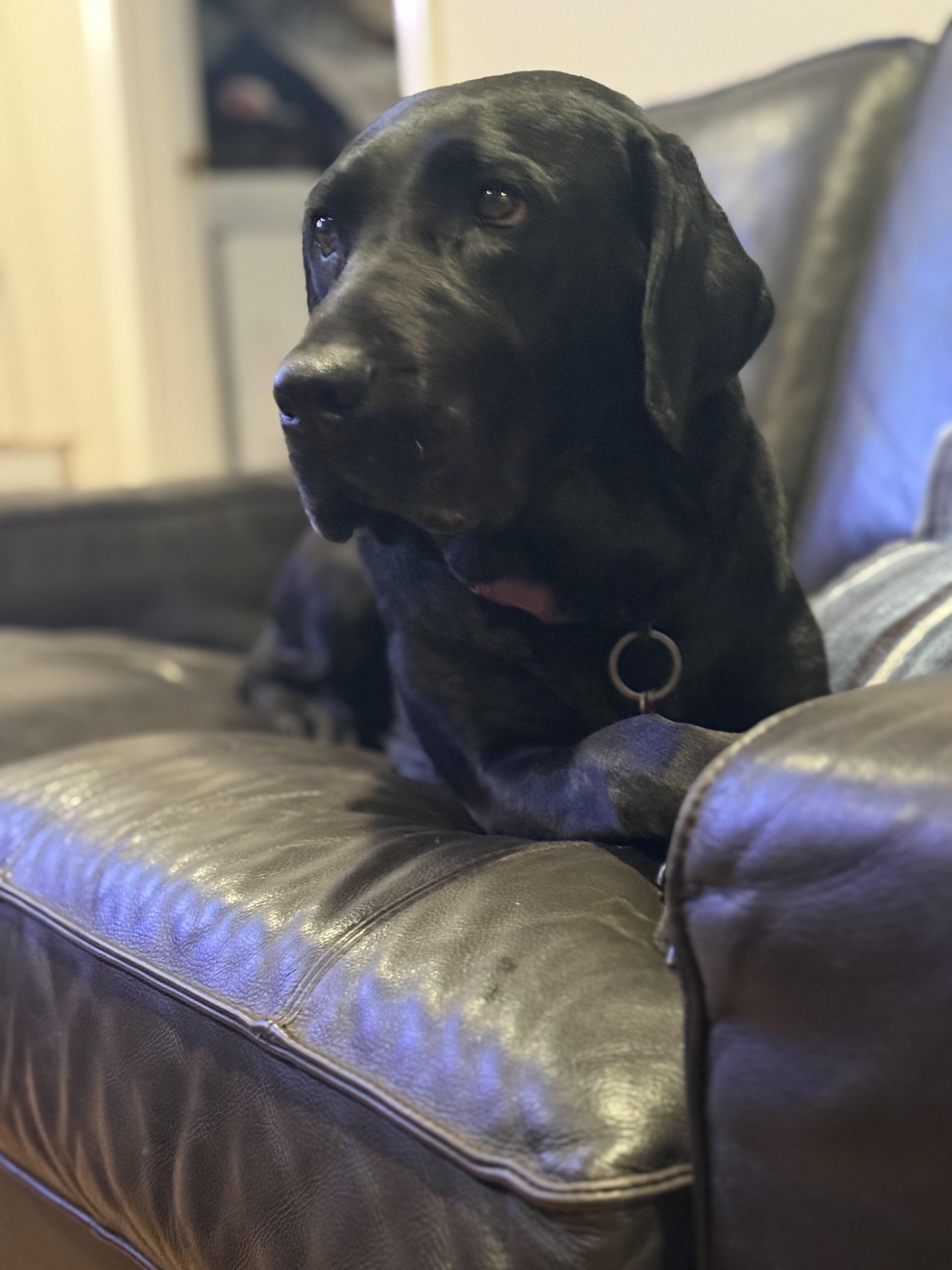 Blue, a Adoptable Labrador Retriever in San Francisco, CA image 4/6