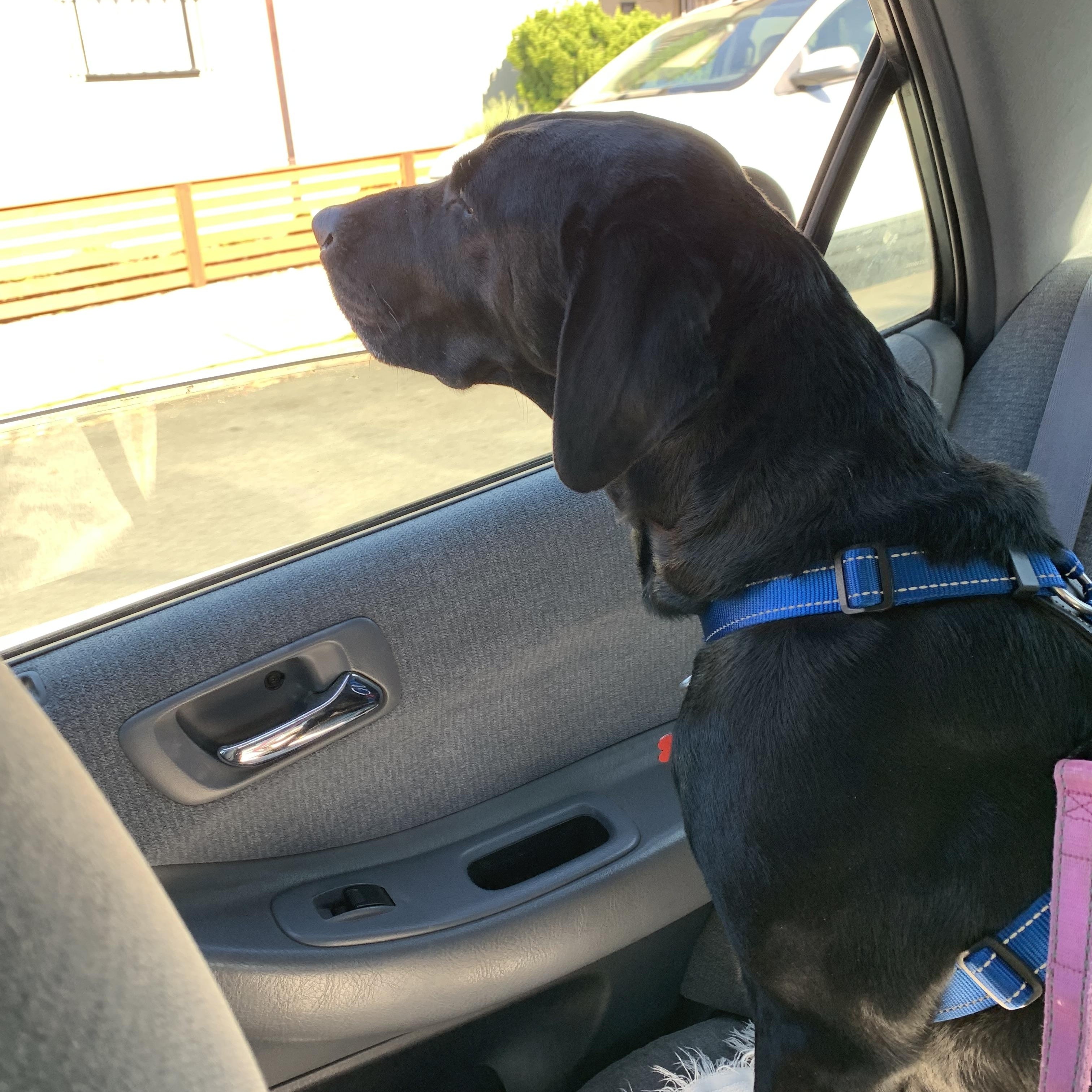 Enlarge Blue, a Adoptable Labrador Retriever in San Francisco, CA image 3/5