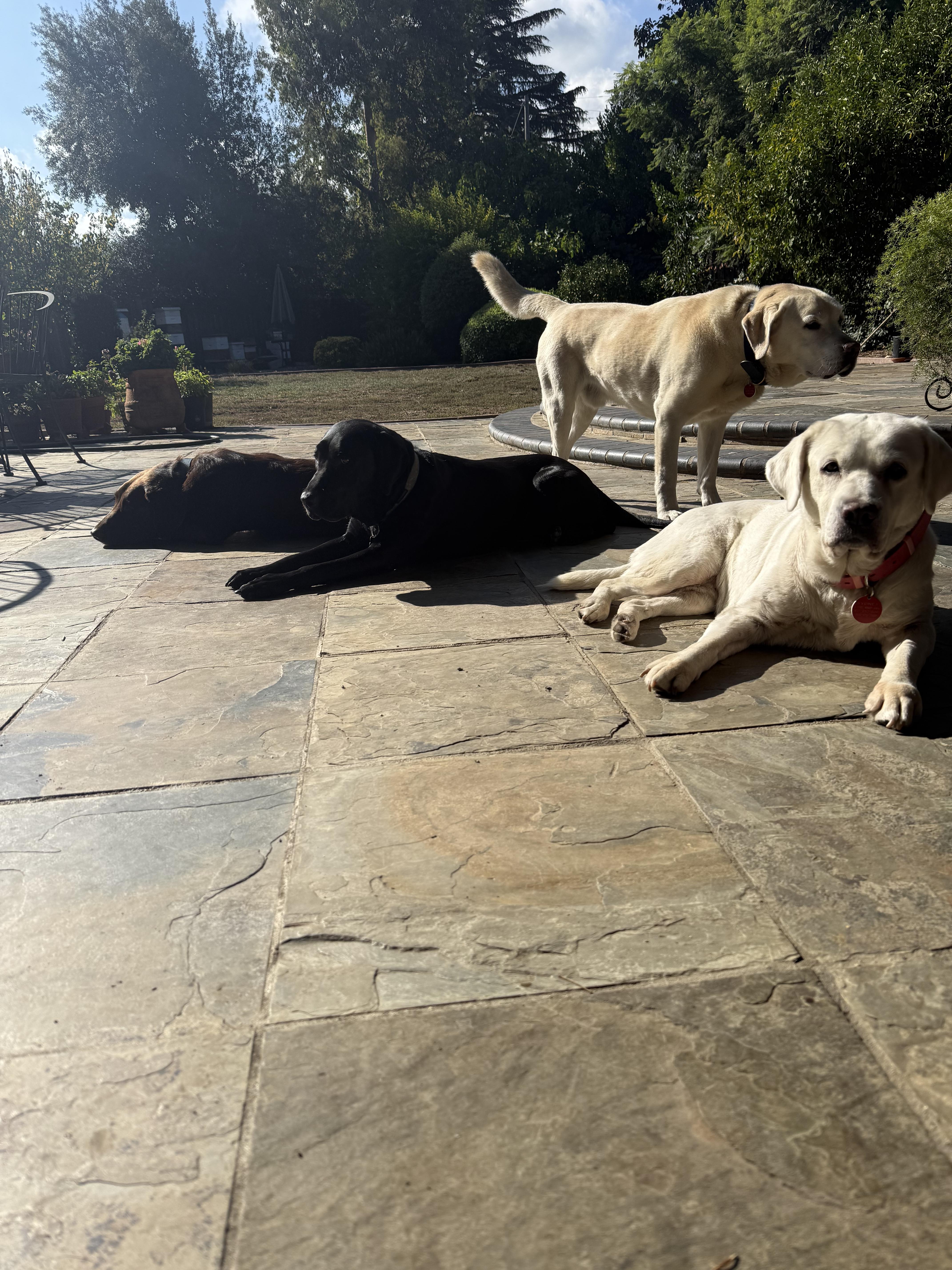 Blue, a Adoptable Labrador Retriever in San Francisco, CA image 5/6