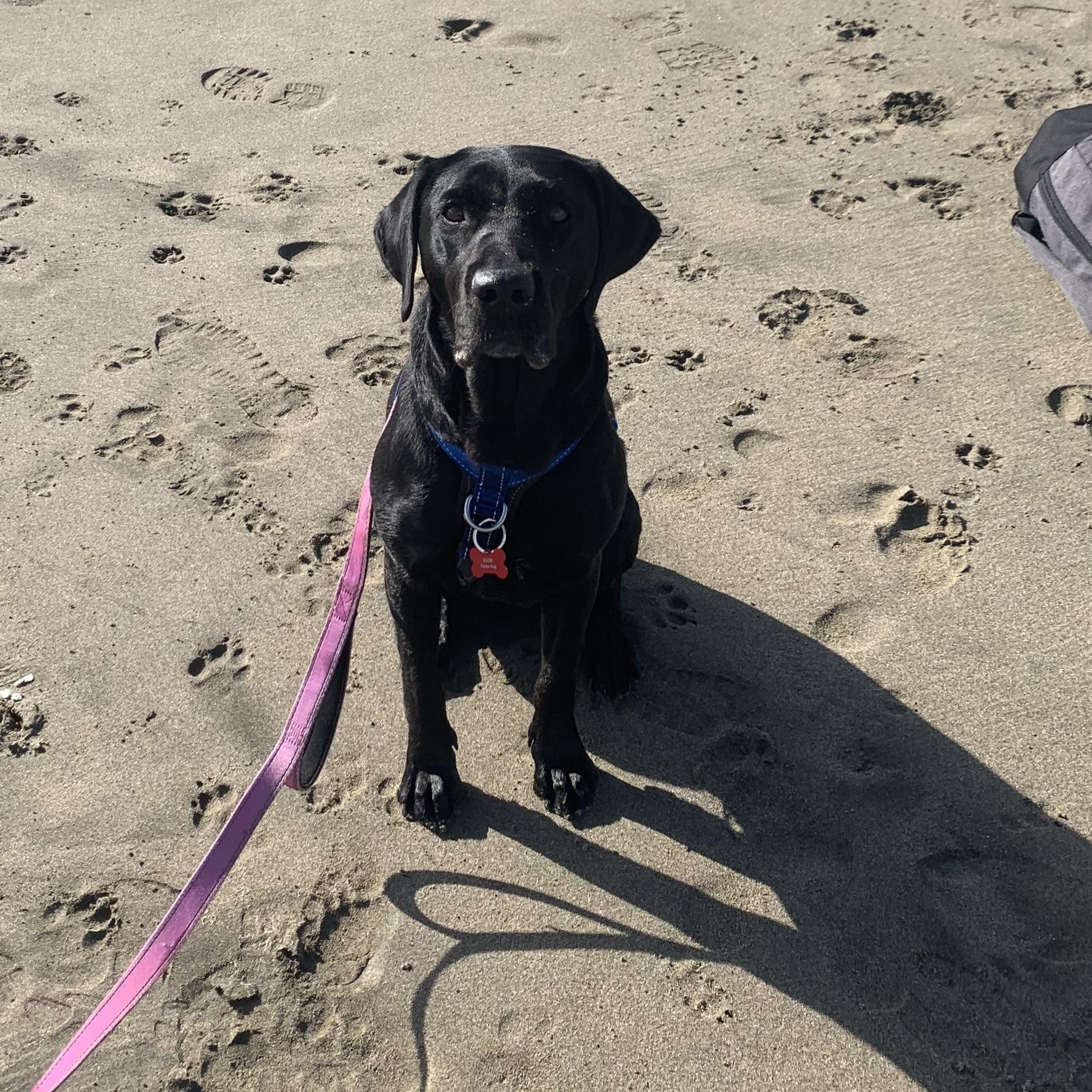 Enlarge Blue, a Adoptable Labrador Retriever in San Francisco, CA image 2/5