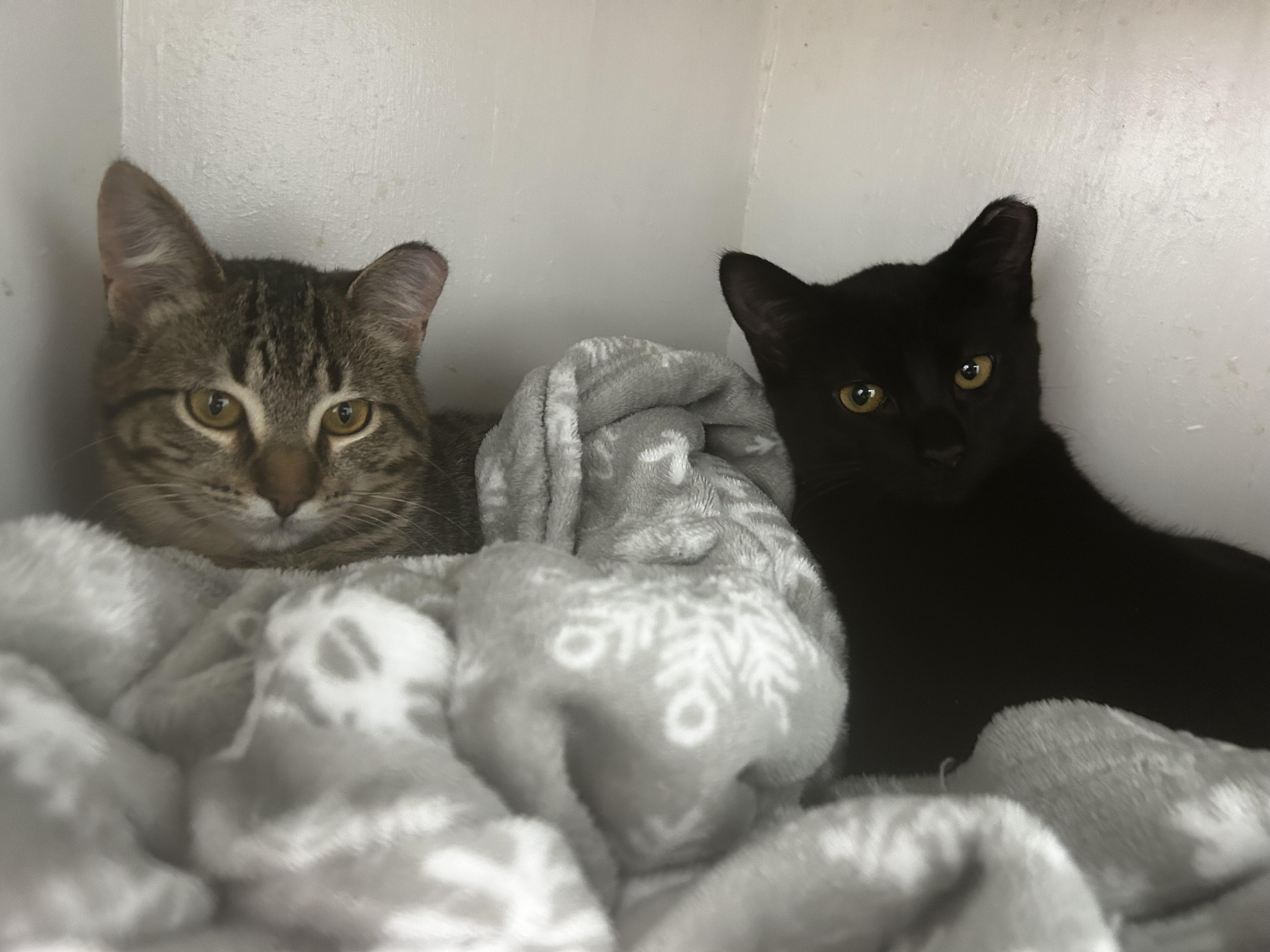 Enlarge Brandy and Isabelle, a Adoptable Domestic Short Hair in Grand Rapids, MI image 1/6