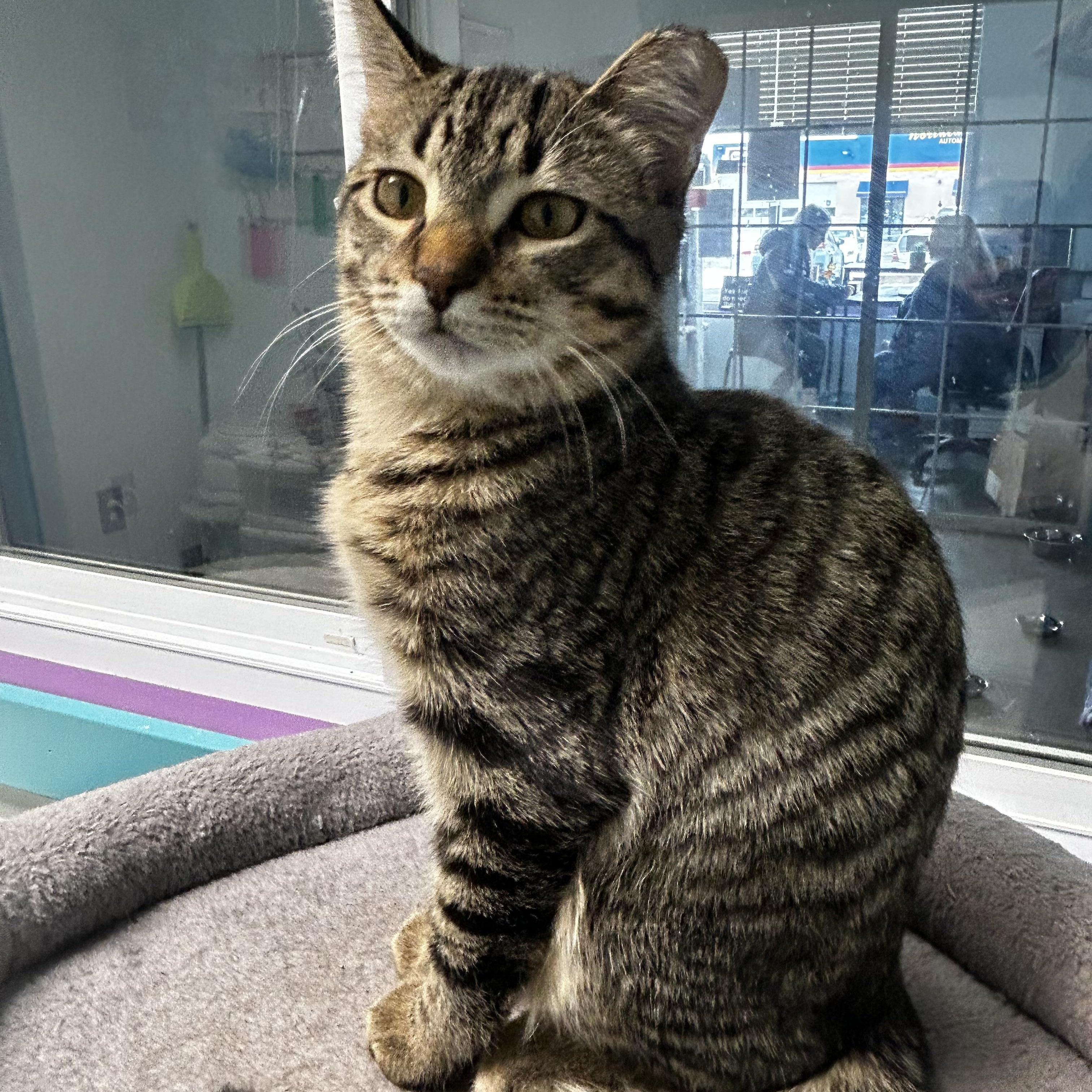 Enlarge Brandy and Isabelle, a Adoptable Domestic Short Hair in Grand Rapids, MI image 4/6