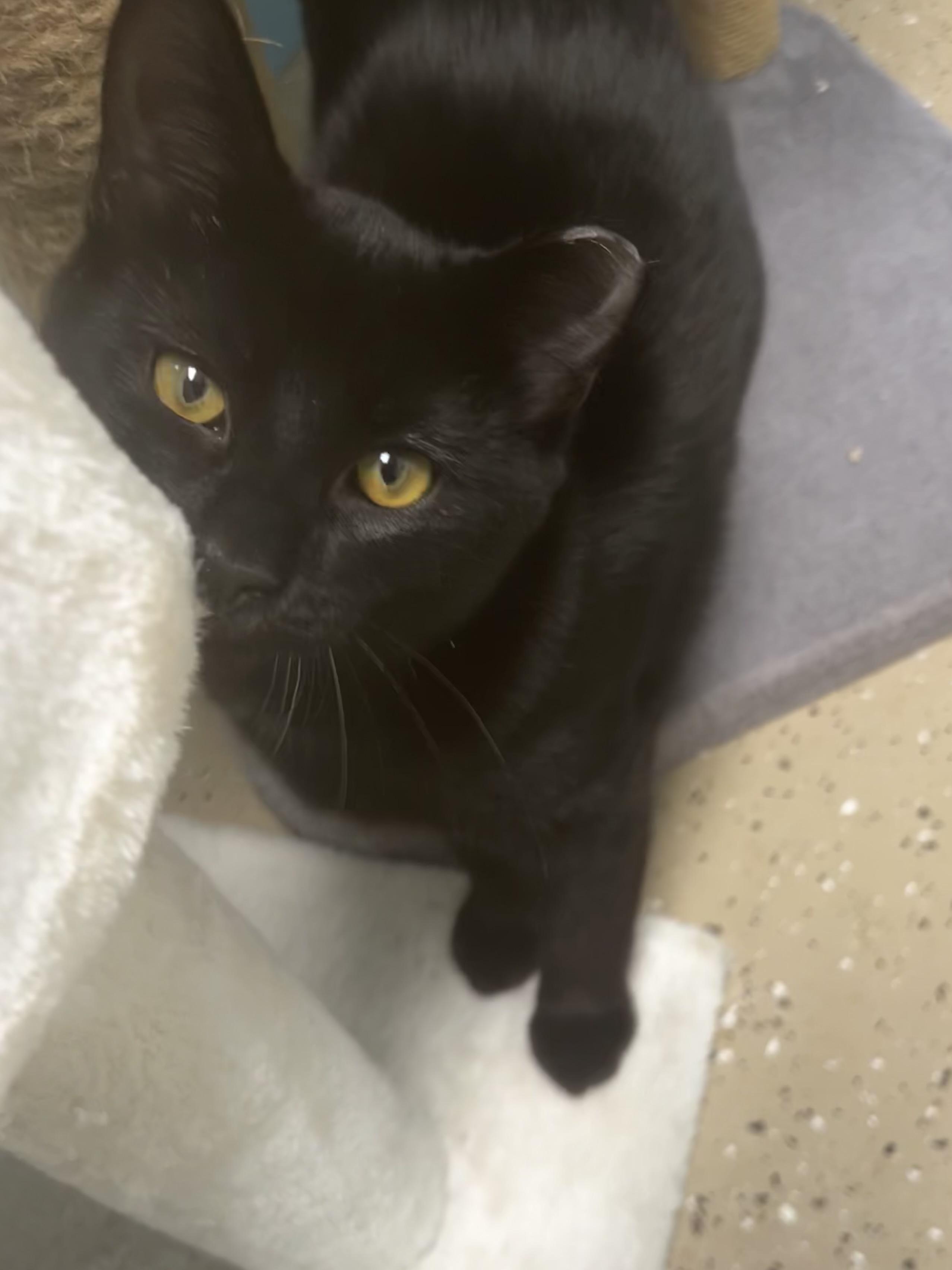 Enlarge Brandy and Isabelle, a Adoptable Domestic Short Hair in Grand Rapids, MI image 3/6