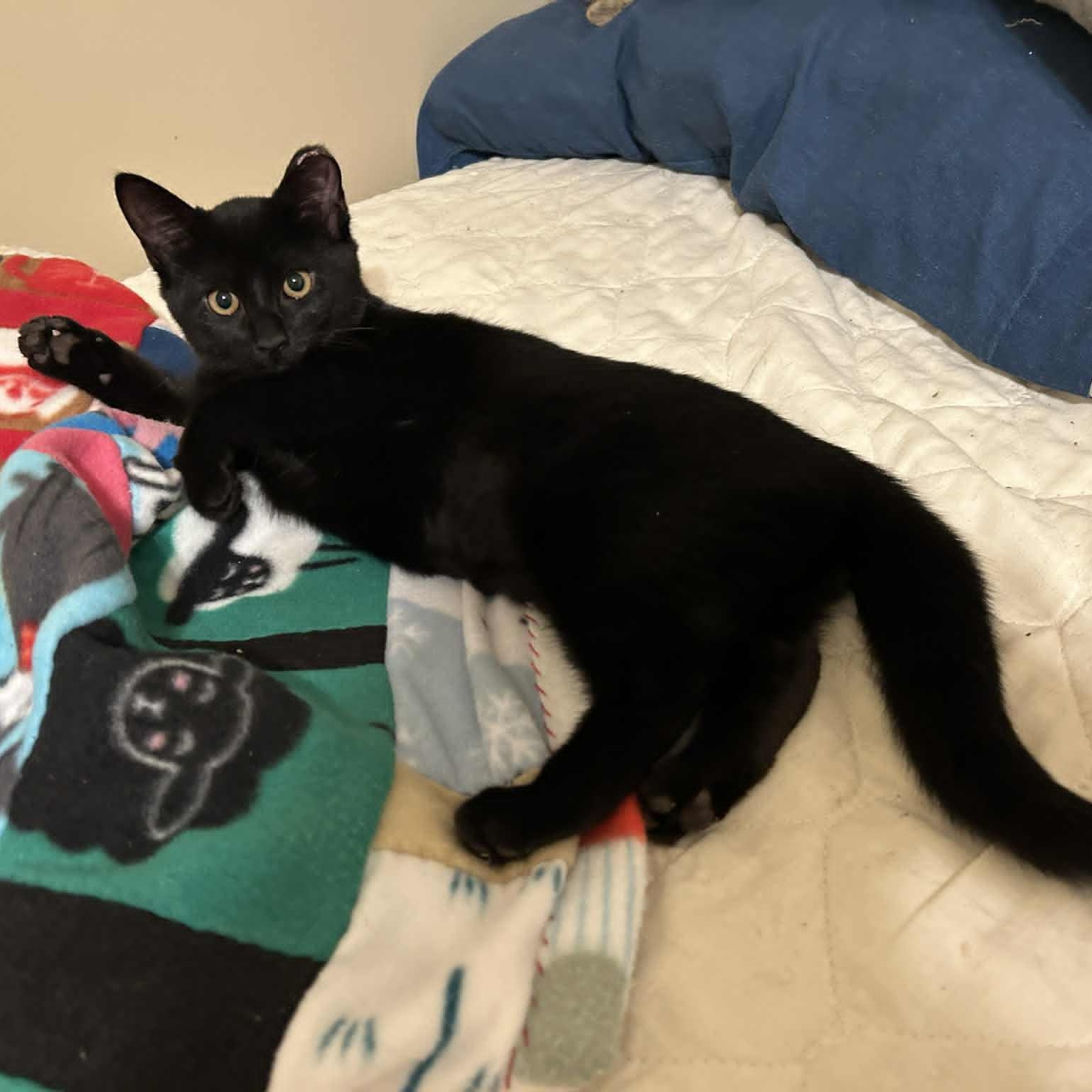 Brandy, a Adoptable Domestic Short Hair in Grand Rapids, MI image 2/4