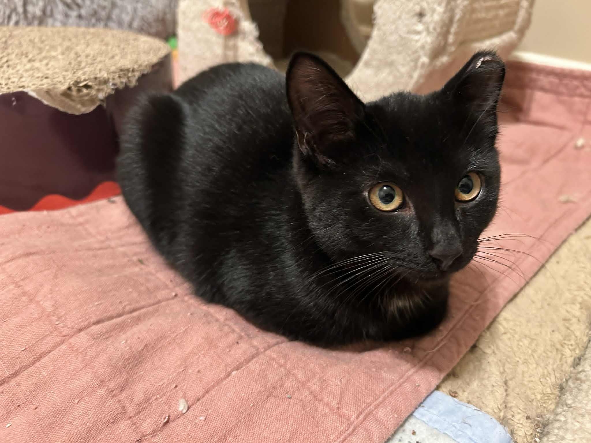 Brandy, a Adoptable Domestic Short Hair in Grand Rapids, MI image 3/4