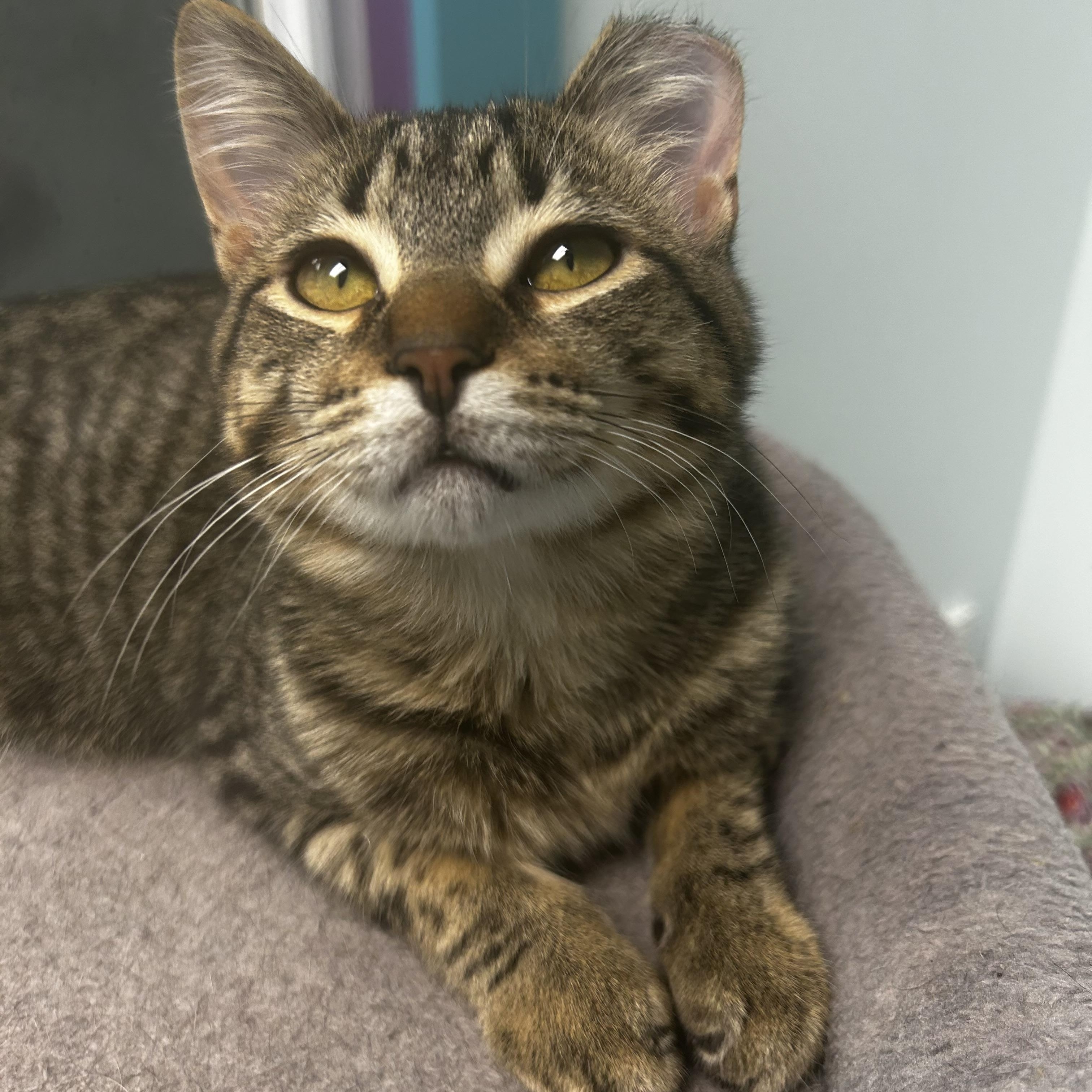 Enlarge Brandy and Isabelle, a Adoptable Domestic Short Hair in Grand Rapids, MI image 5/6