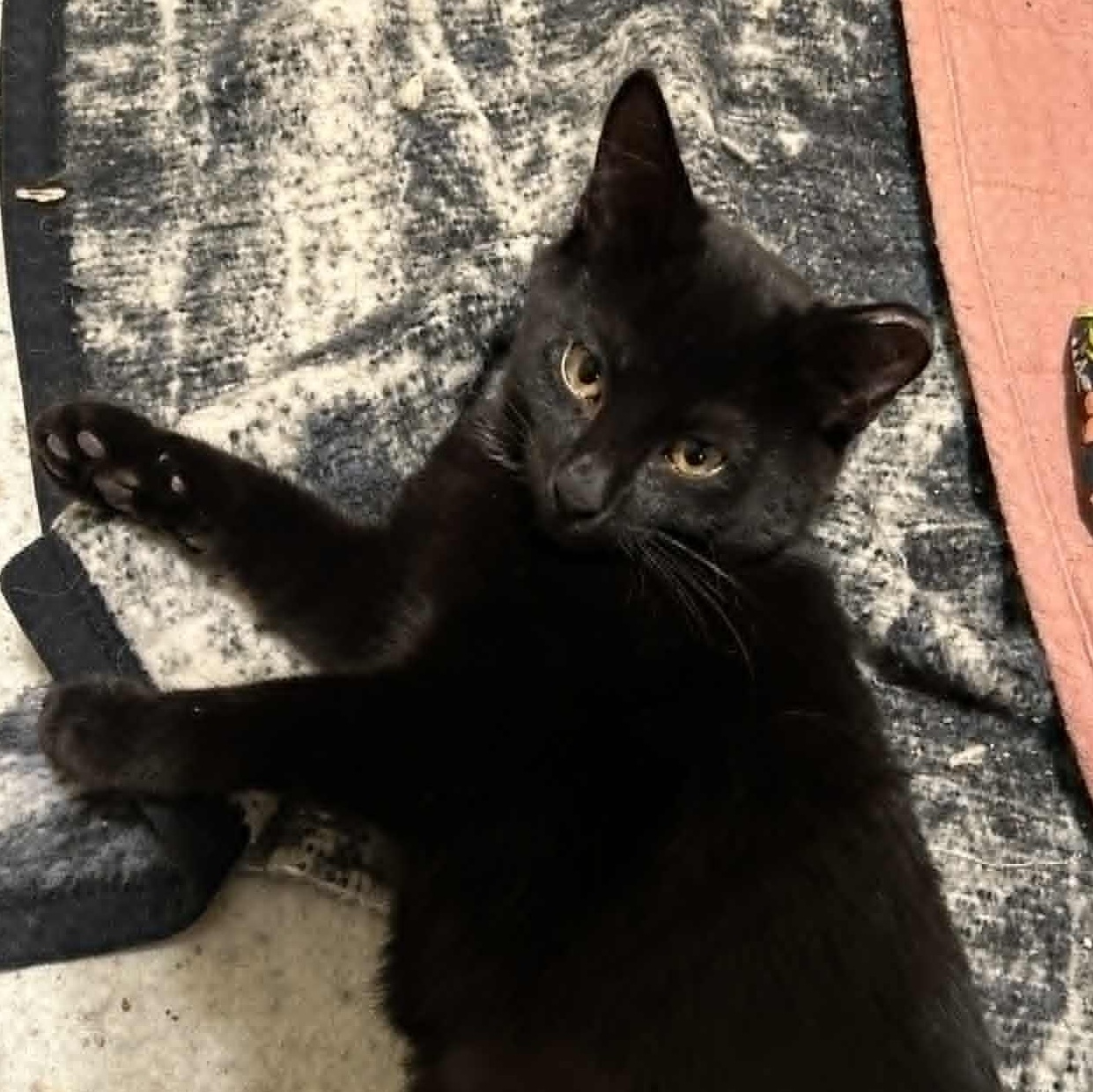 Brandy, a Adoptable Domestic Short Hair in Grand Rapids, MI image 4/4