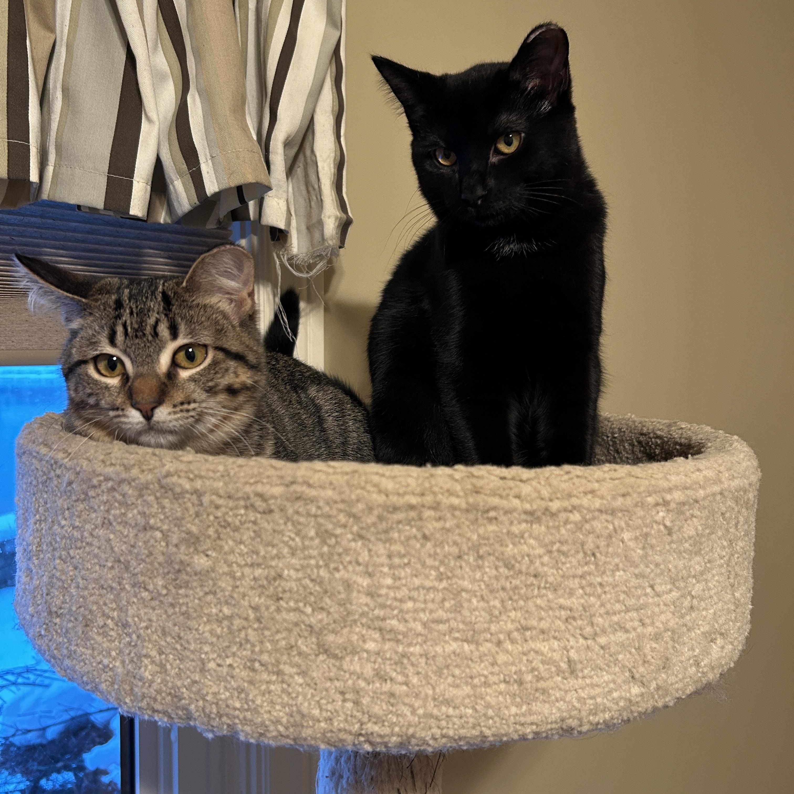 Enlarge Brandy and Isabelle, a Adoptable Domestic Short Hair in Grand Rapids, MI image 6/6